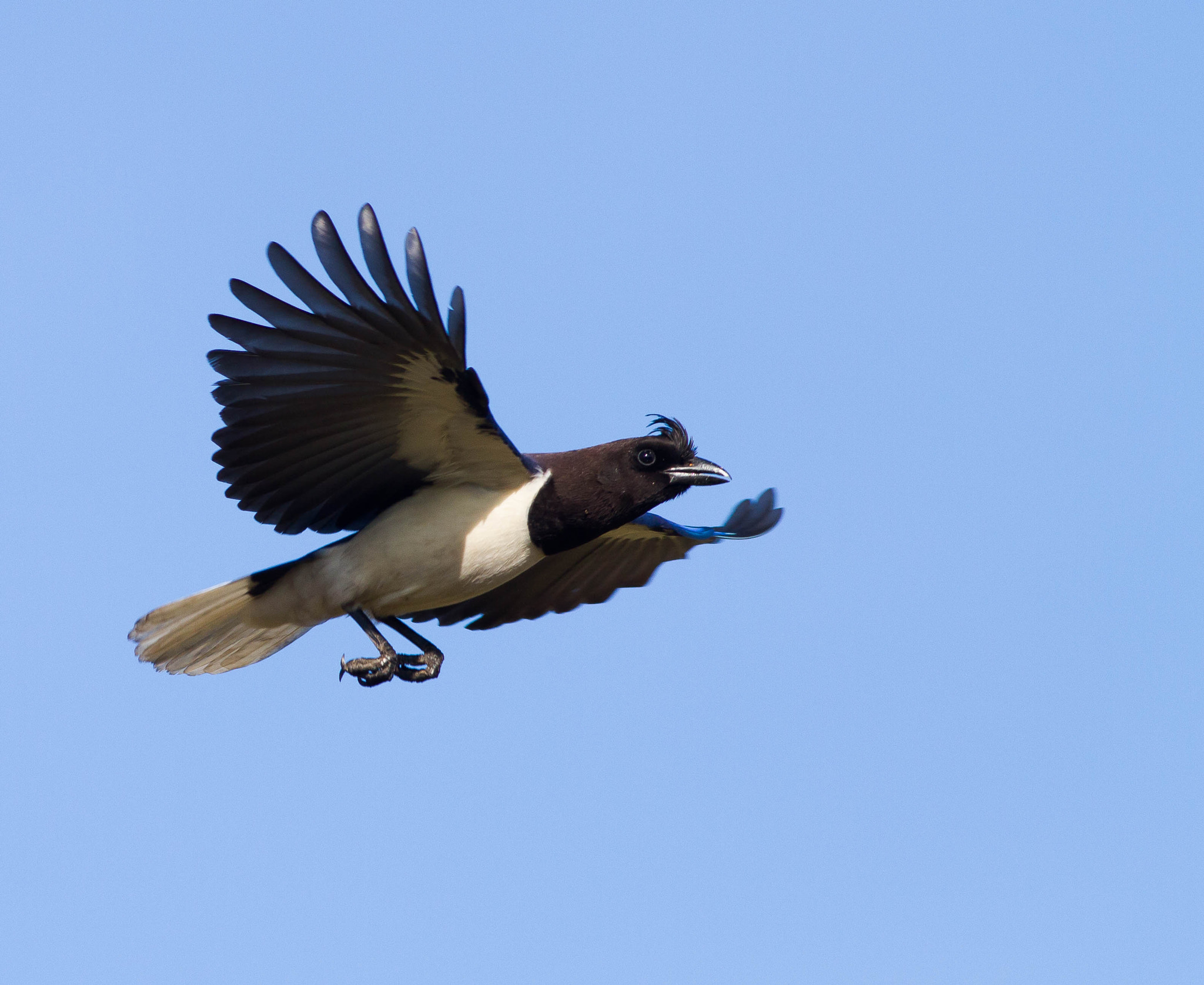 Canon EOS 7D + Canon EF 400mm F5.6L USM sample photo. Img_2379.jpg photography