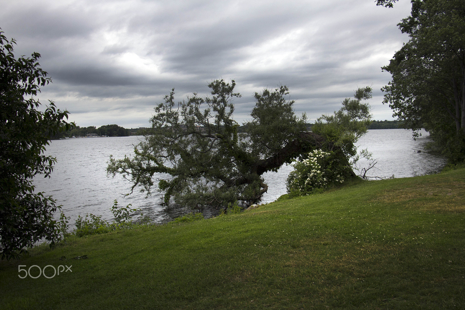 Canon EOS M sample photo. Bending to the storm photography