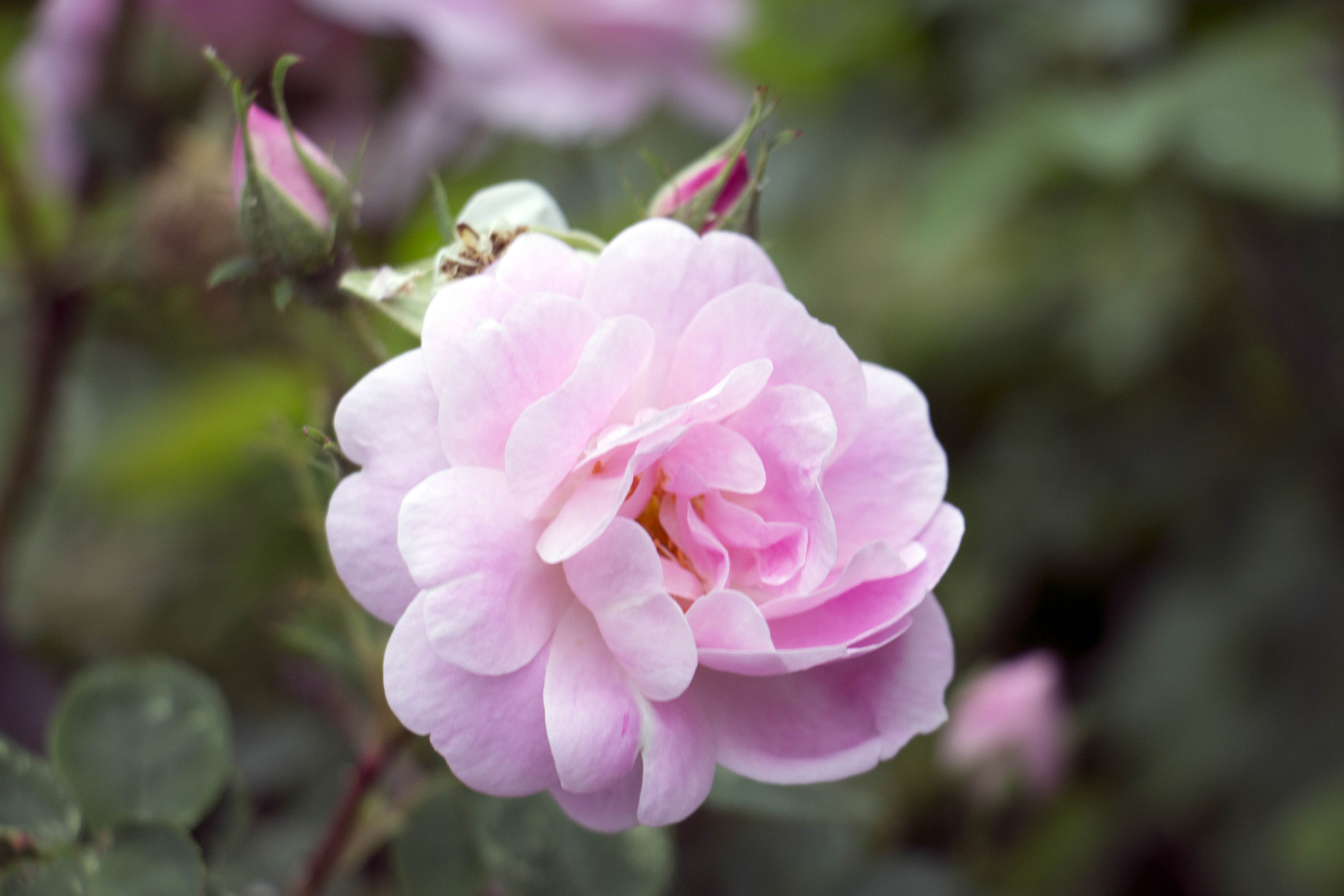Canon EOS M sample photo. Pale rose photography