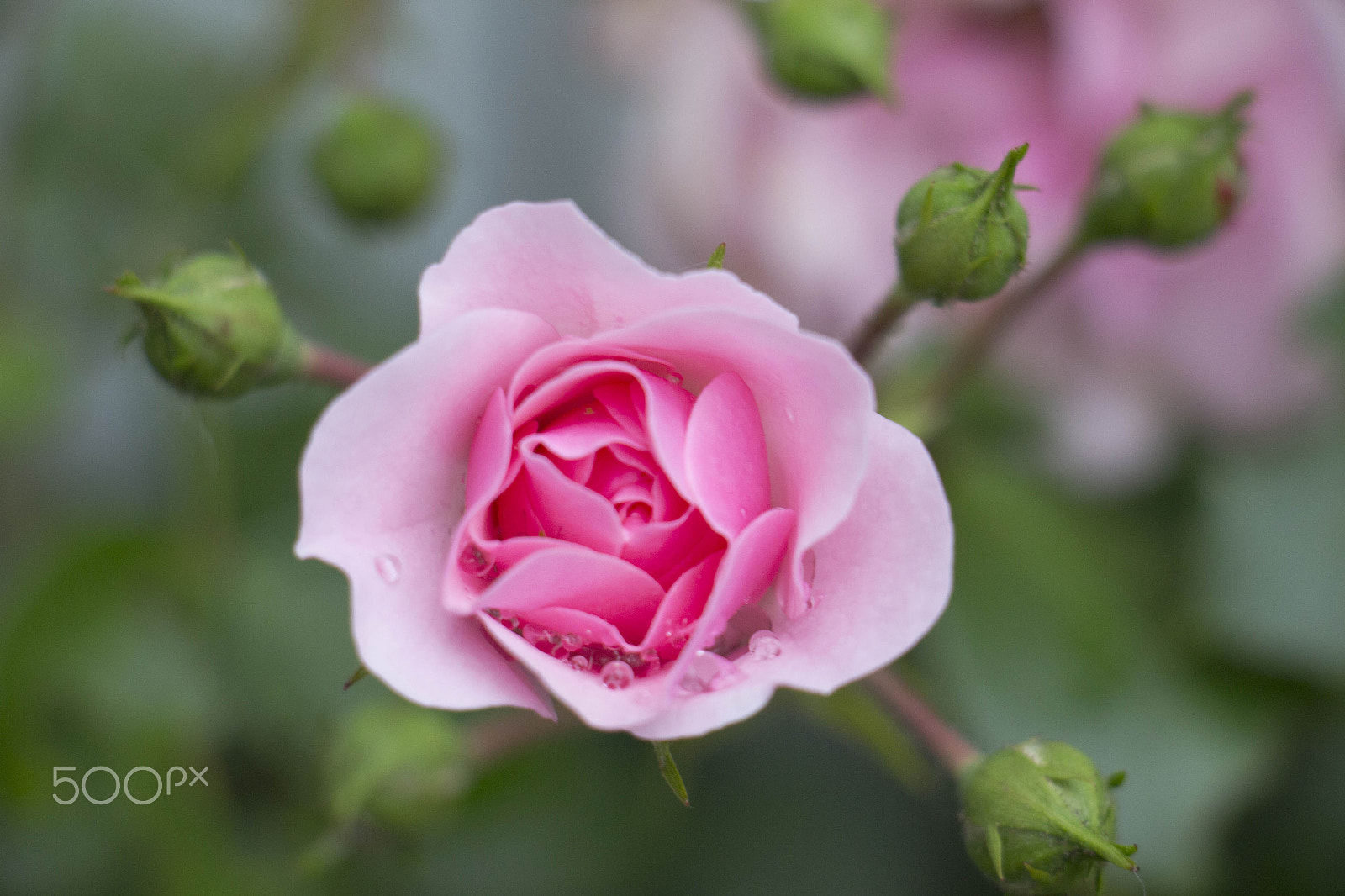 Canon EOS M sample photo. Rose with rain drops photography
