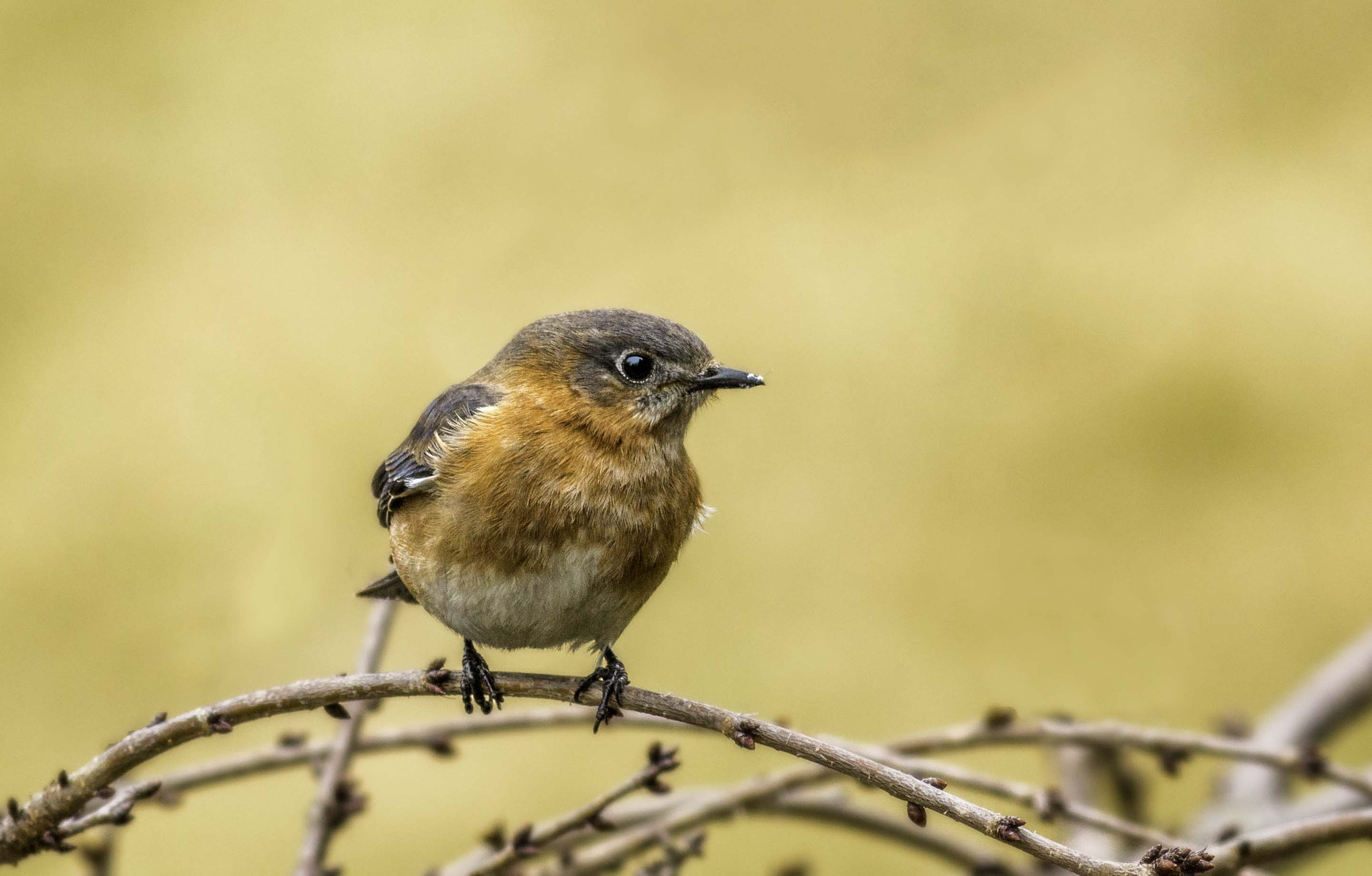 Canon EOS 70D + Canon EF 400mm F5.6L USM sample photo. A small bird photography