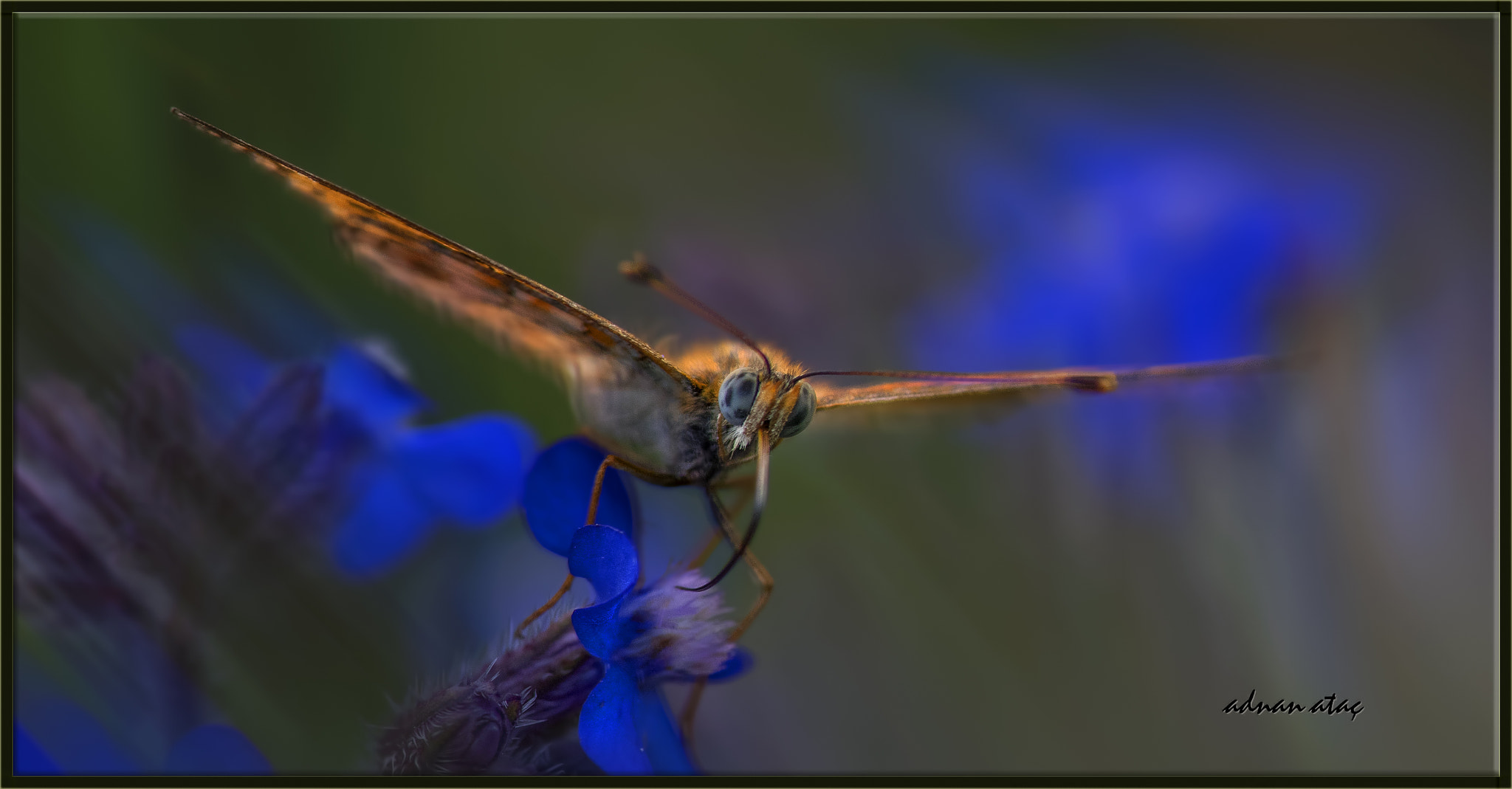 Nikon D5 sample photo. Niyobe - argynnis niobe - niobe fritillary photography