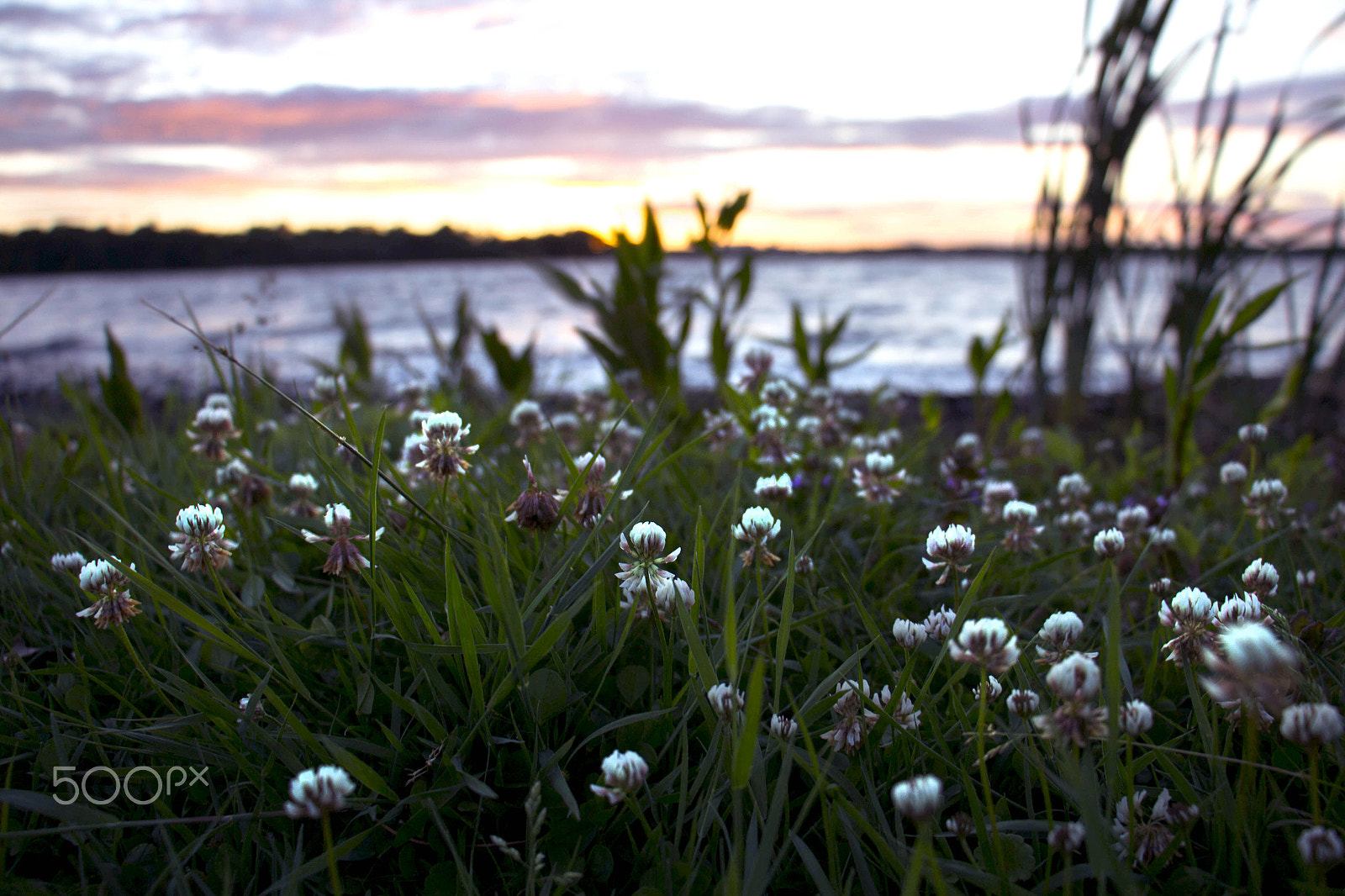 Canon EOS M sample photo. Clovers at sunset photography