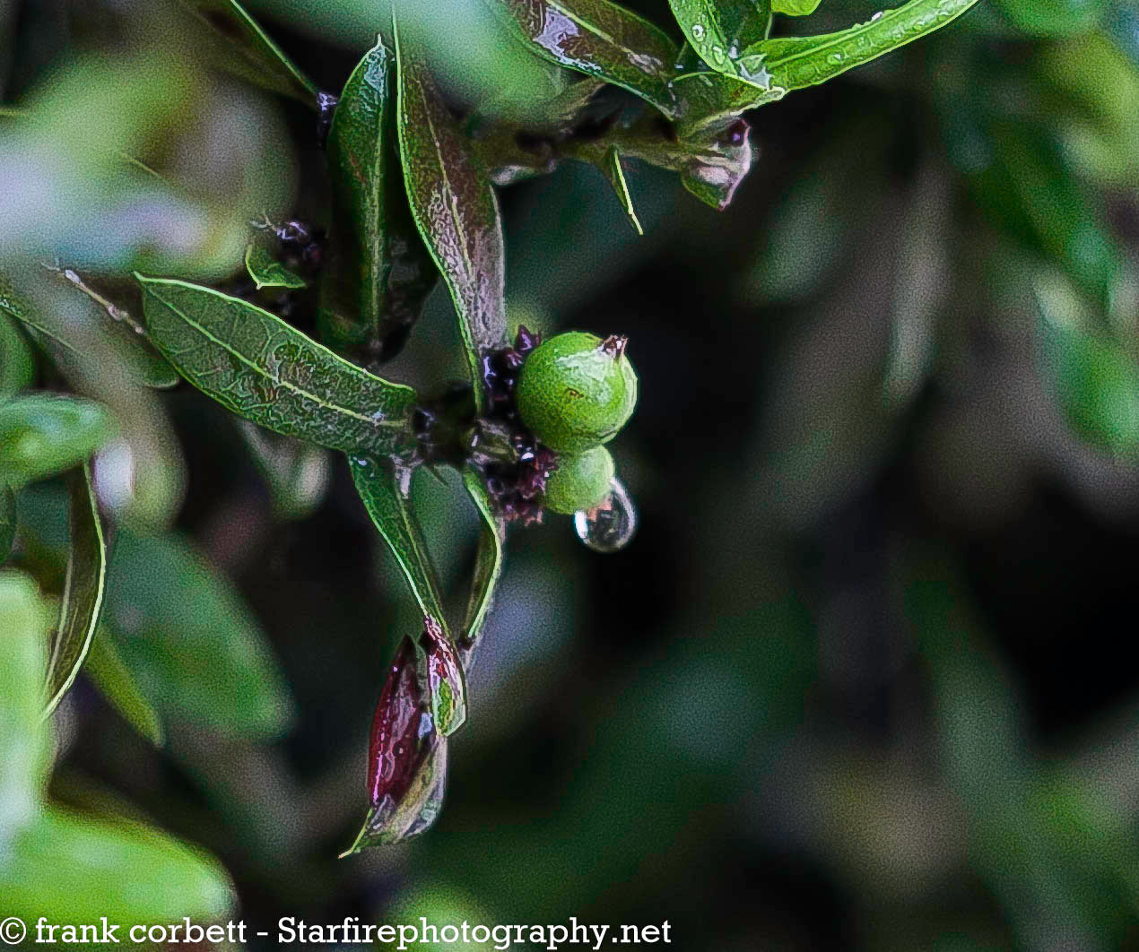 Sigma 105mm F2.8 EX DG OS HSM sample photo. Rain berries photography