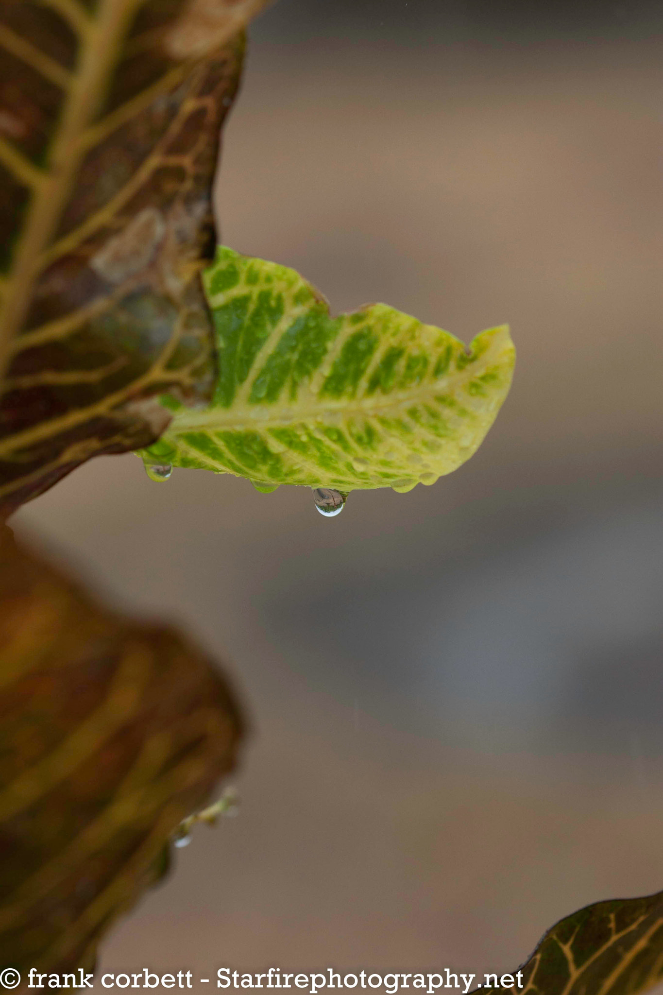Sigma 105mm F2.8 EX DG OS HSM sample photo. The first rains photography