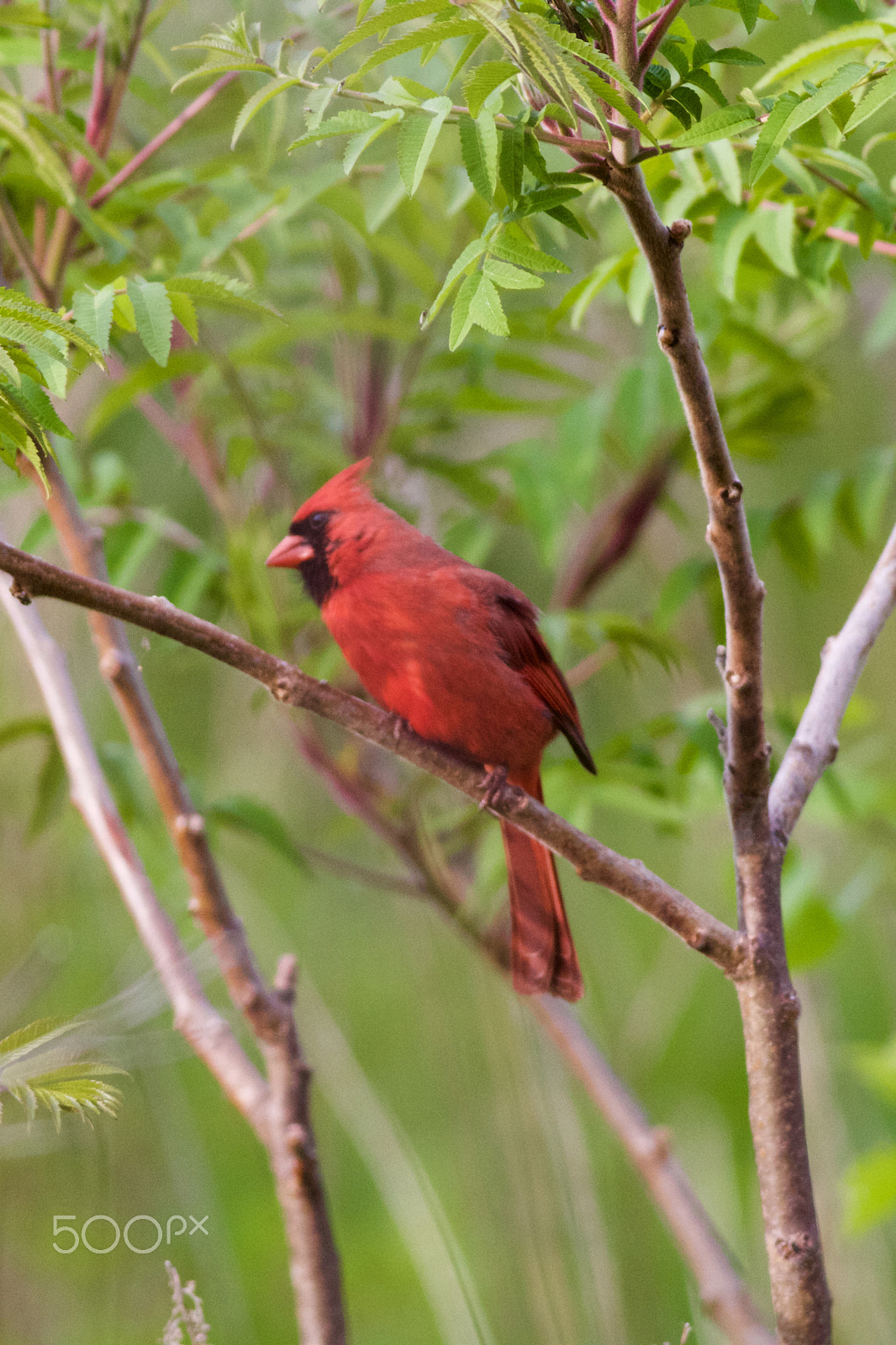 Canon EOS 60D + Canon EF 400mm F5.6L USM sample photo. Red cardinal photography