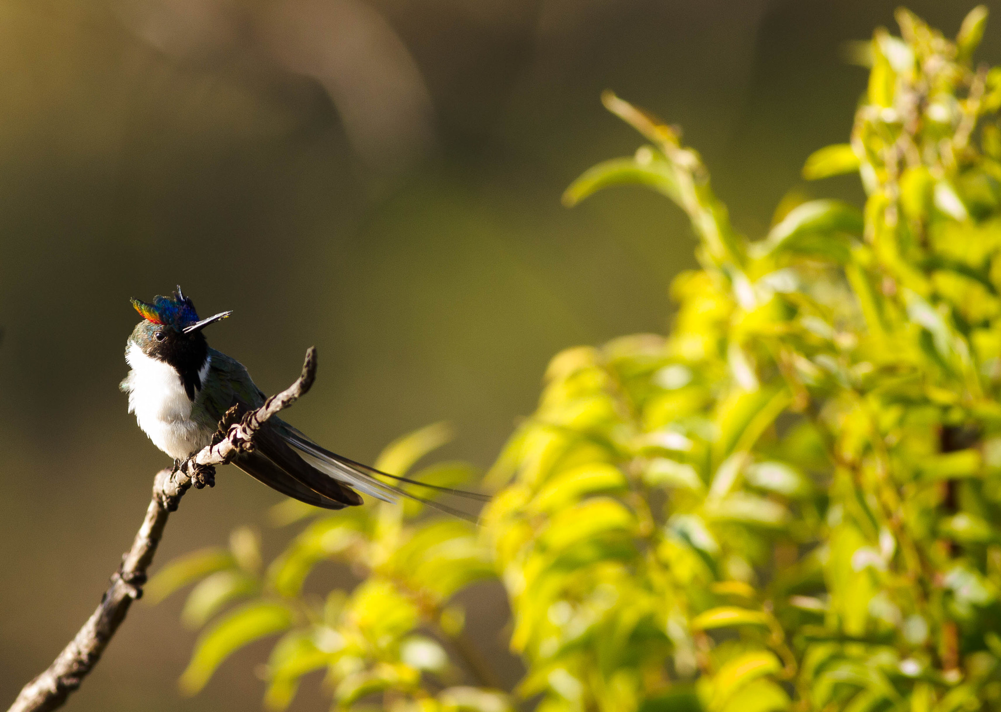 Canon EOS 7D + Canon EF 400mm F5.6L USM sample photo. Heliactin bilophus photography