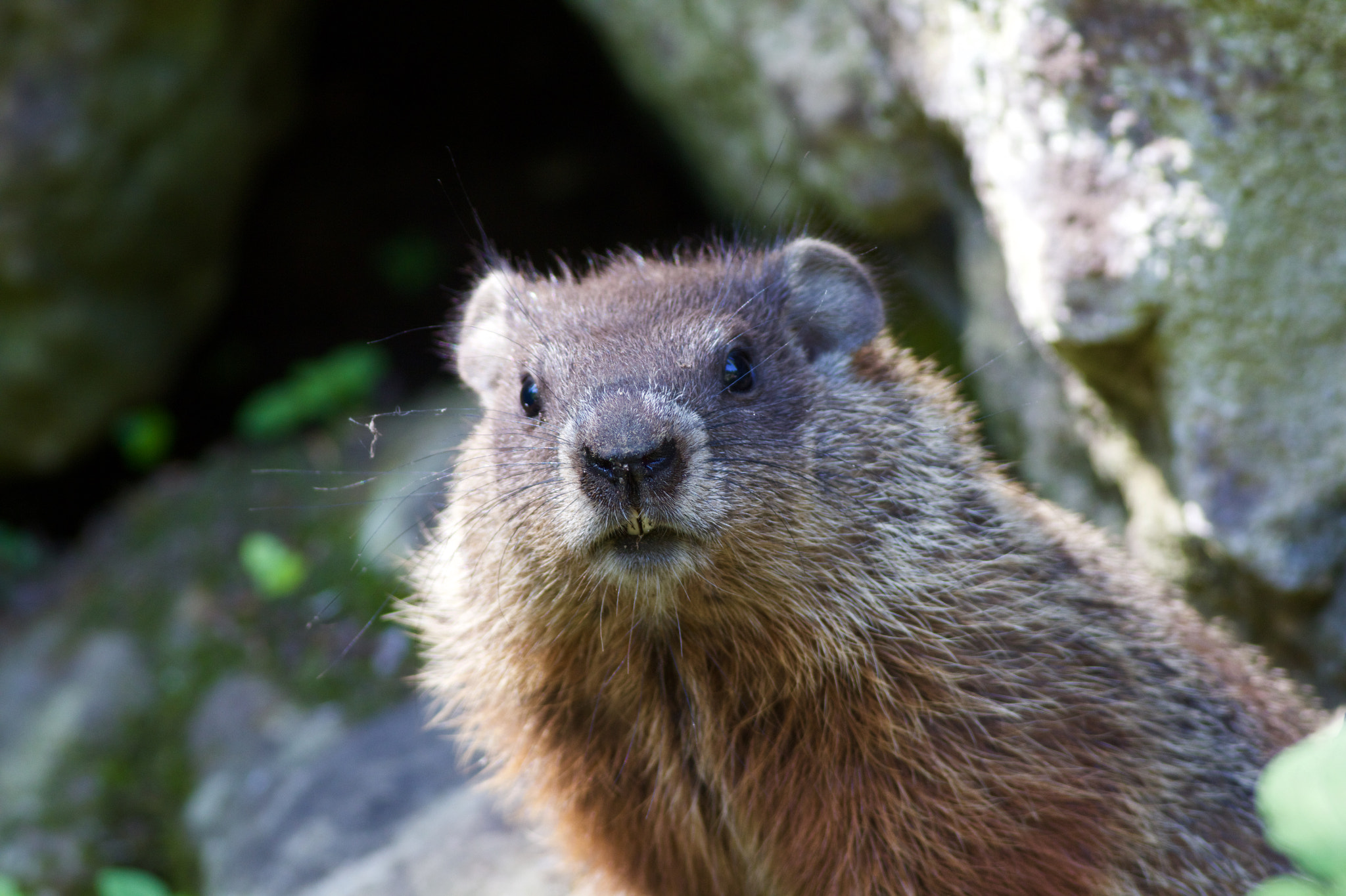 Canon EOS 60D + Canon EF 400mm F5.6L USM sample photo. Curious groundhog photography