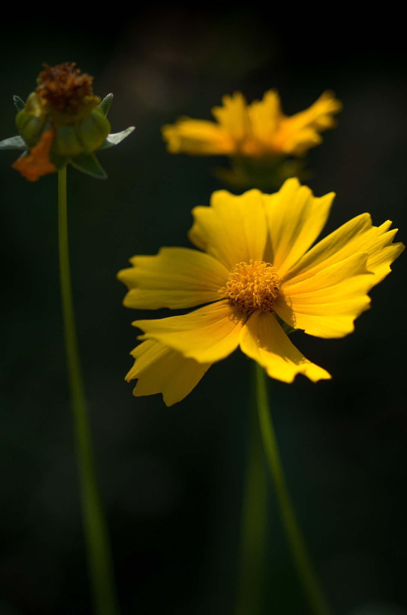 Pentax smc D-FA 100mm F2.8 Macro WR sample photo. Giallo photography