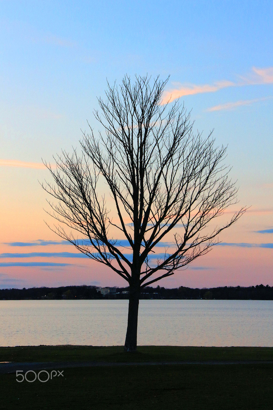 Canon EOS M sample photo. One tree photography