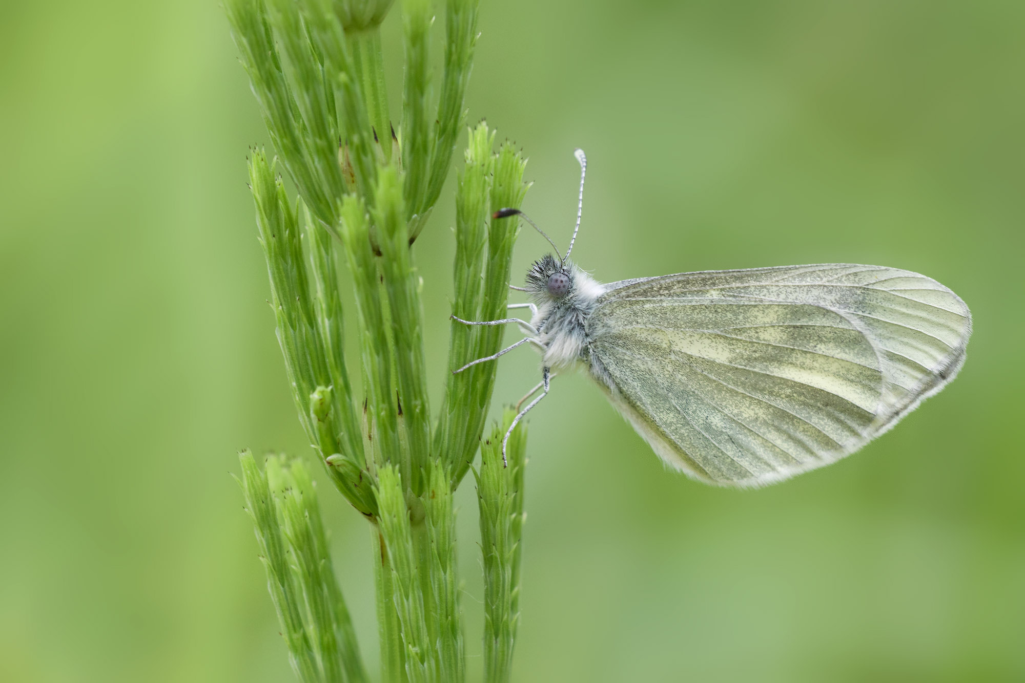 Canon EF 180mm F3.5L Macro USM sample photo. Wood white photography