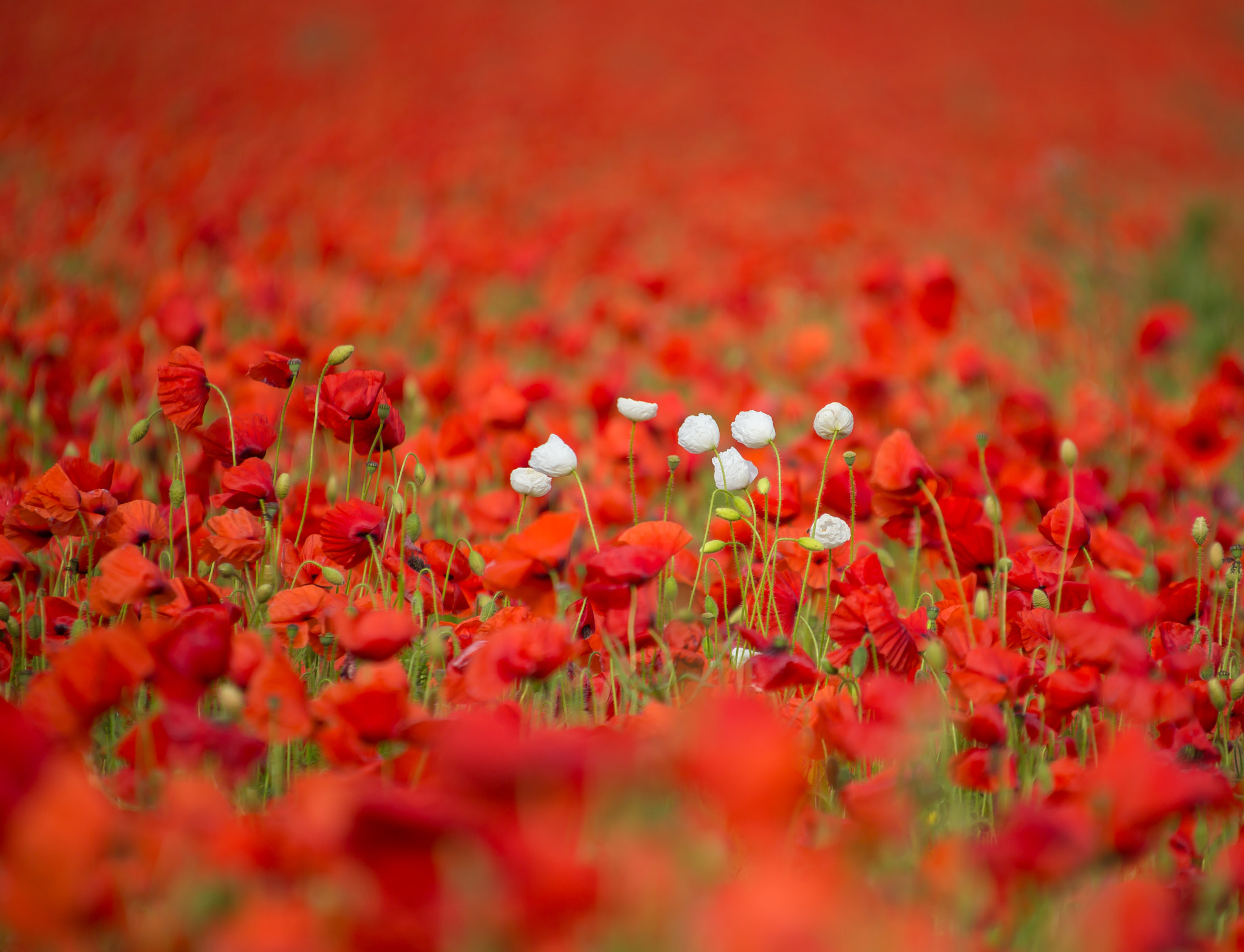 Canon EOS 6D + Canon EF 35-350mm F3.5-5.6L USM sample photo. Amidst a sea of red. photography