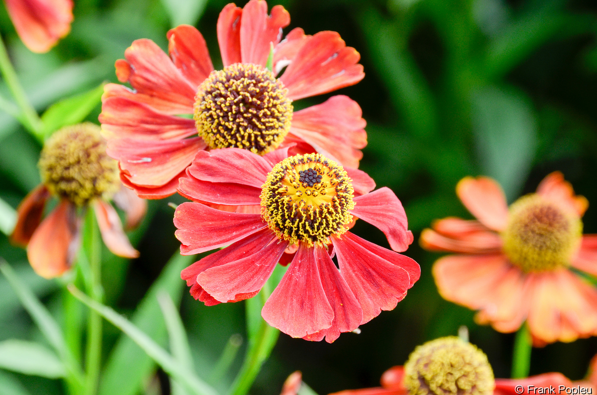 Sigma 18-250mm F3.5-6.3 DC OS HSM sample photo. Flowers photography
