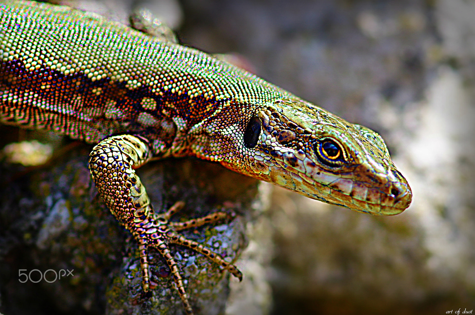 Pentax K-3 sample photo. Lizard photography