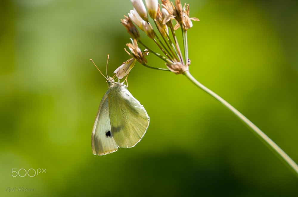 Nikon D300S sample photo. Lo natural photography