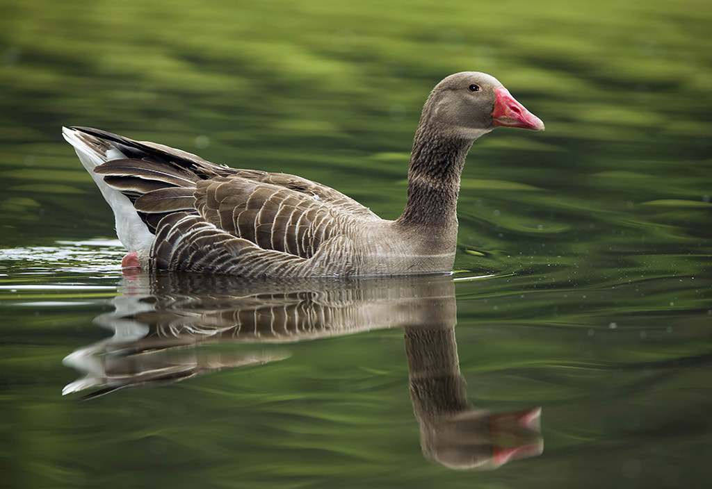 Canon EF 300mm F2.8L IS USM sample photo. Grey goose photography