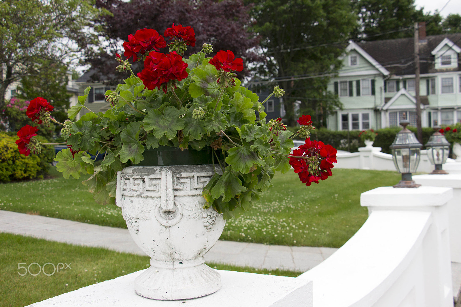 Canon EOS M sample photo. New england geraniums photography