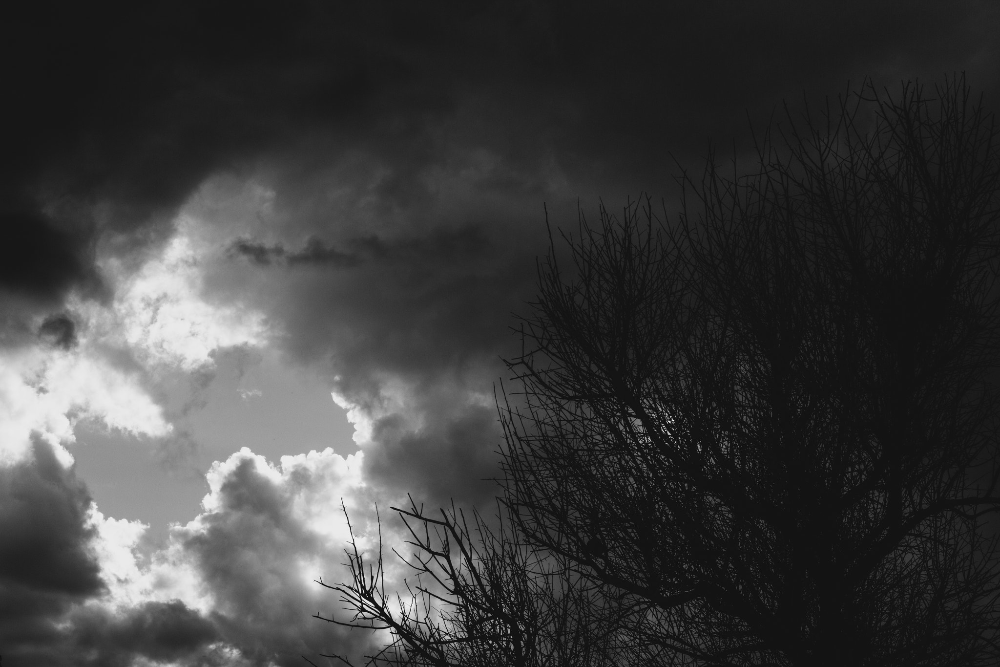 Canon EF 28-80mm f/3.5-5.6 sample photo. Old tree photography