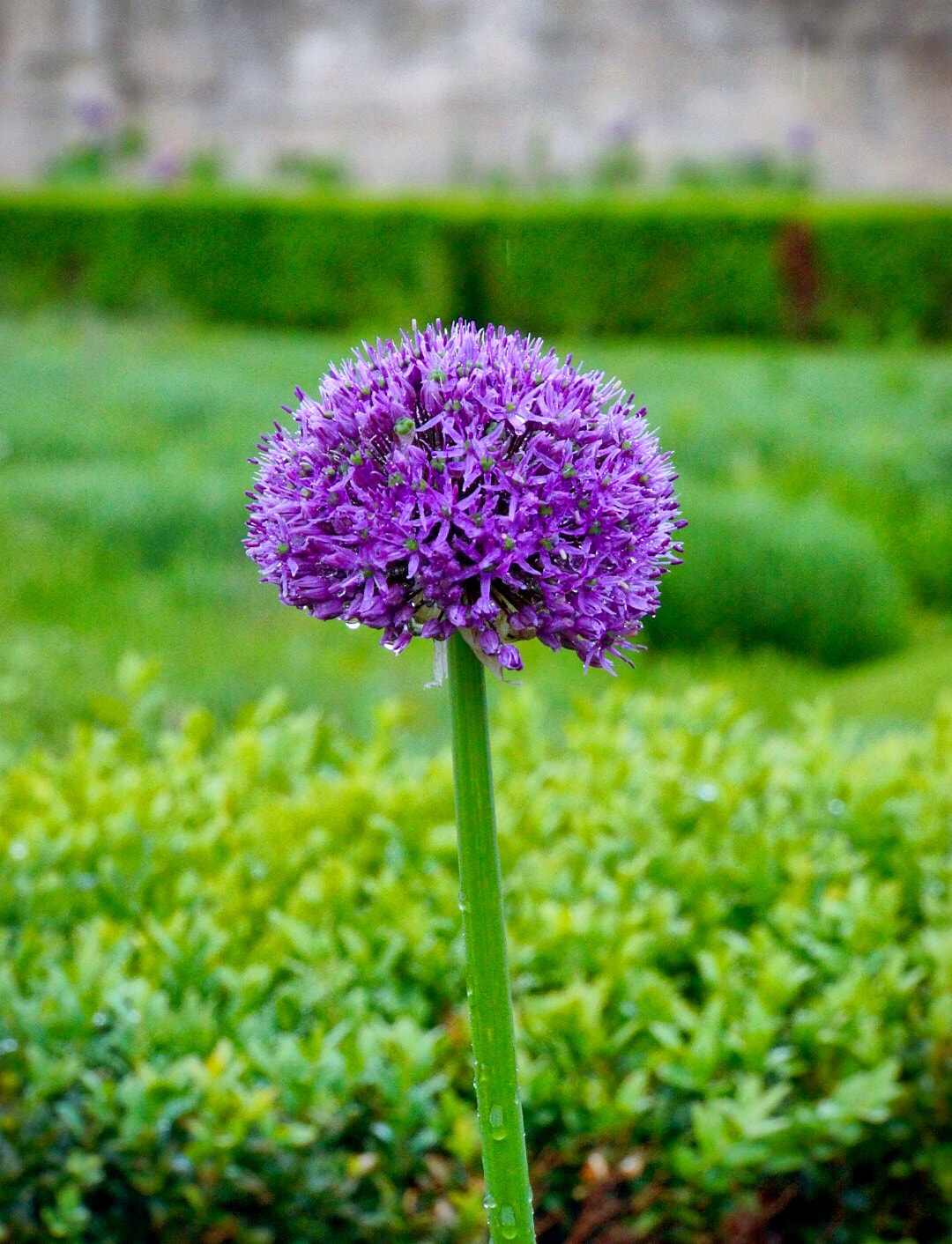 Sony E 18-200mm F3.5-6.3 OSS LE sample photo. Purple orb photography