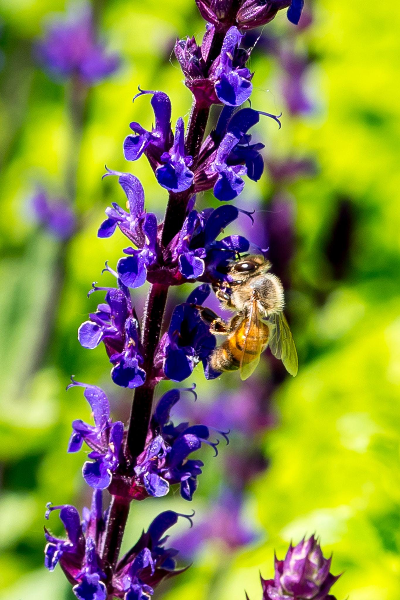 Nikon AF-S DX Micro-Nikkor 85mm F3.5G ED VR sample photo. Something sweet photography