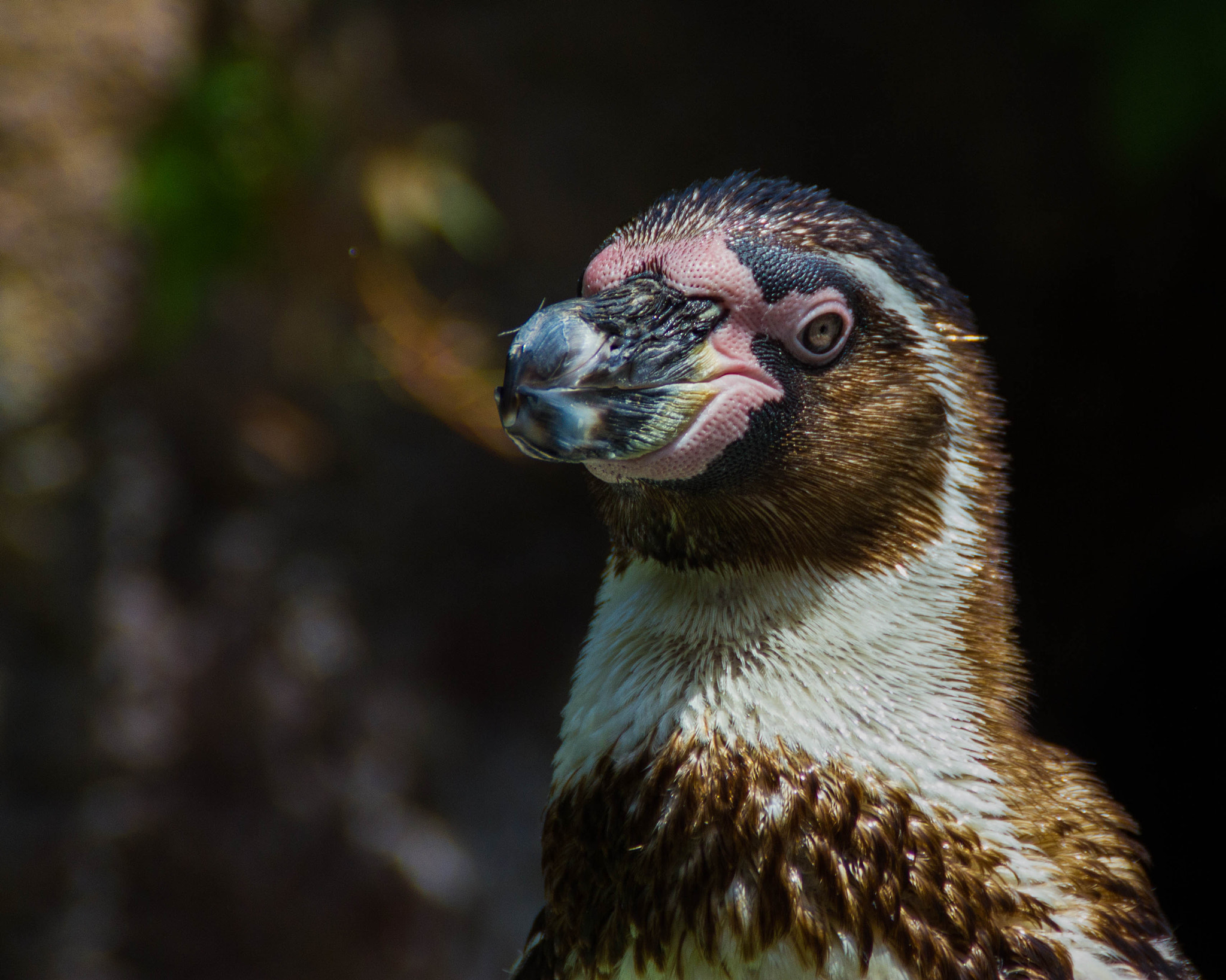 Canon EOS 550D (EOS Rebel T2i / EOS Kiss X4) sample photo. Penguin face photography