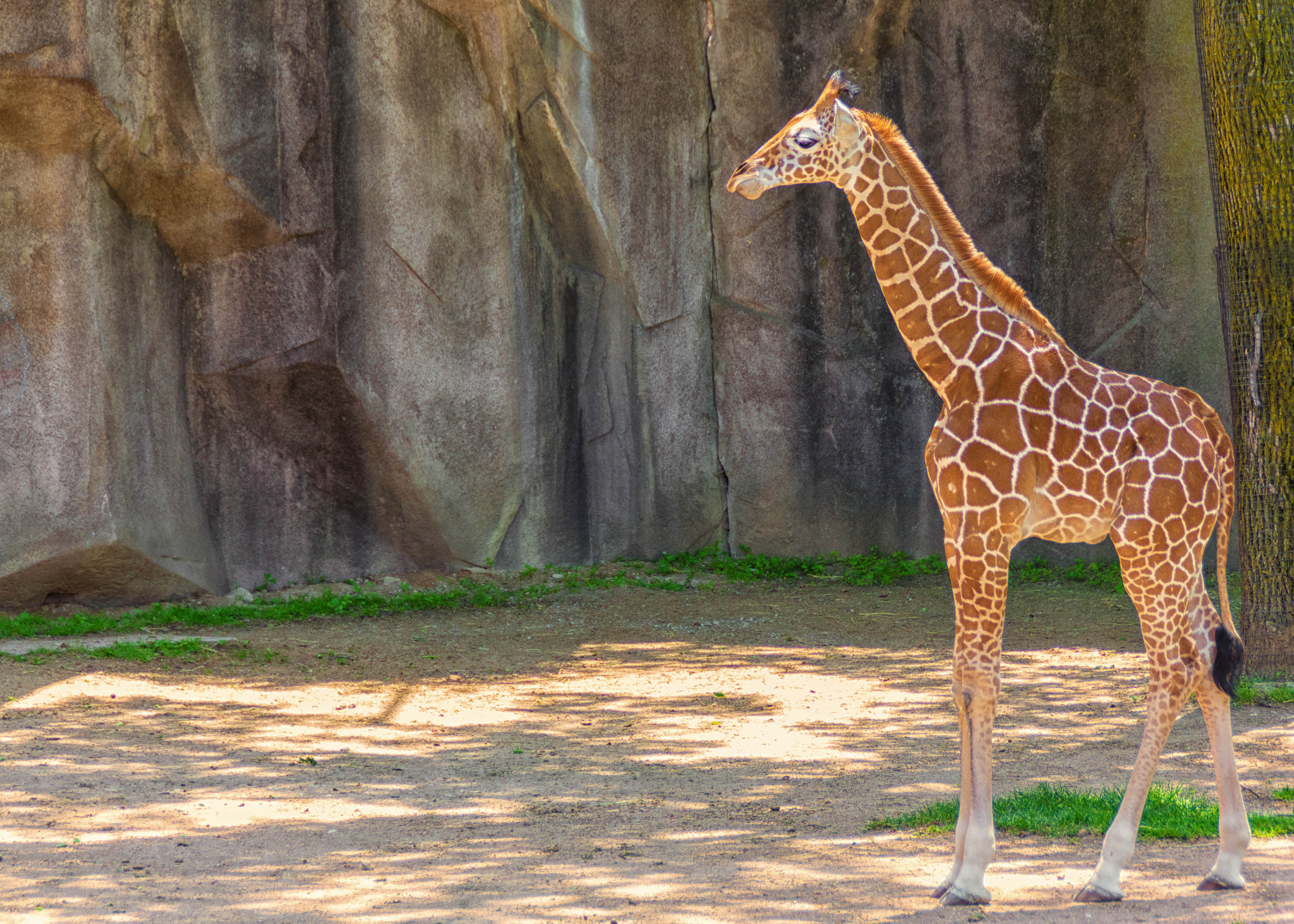 Canon EOS 550D (EOS Rebel T2i / EOS Kiss X4) sample photo. Young giraffe photography