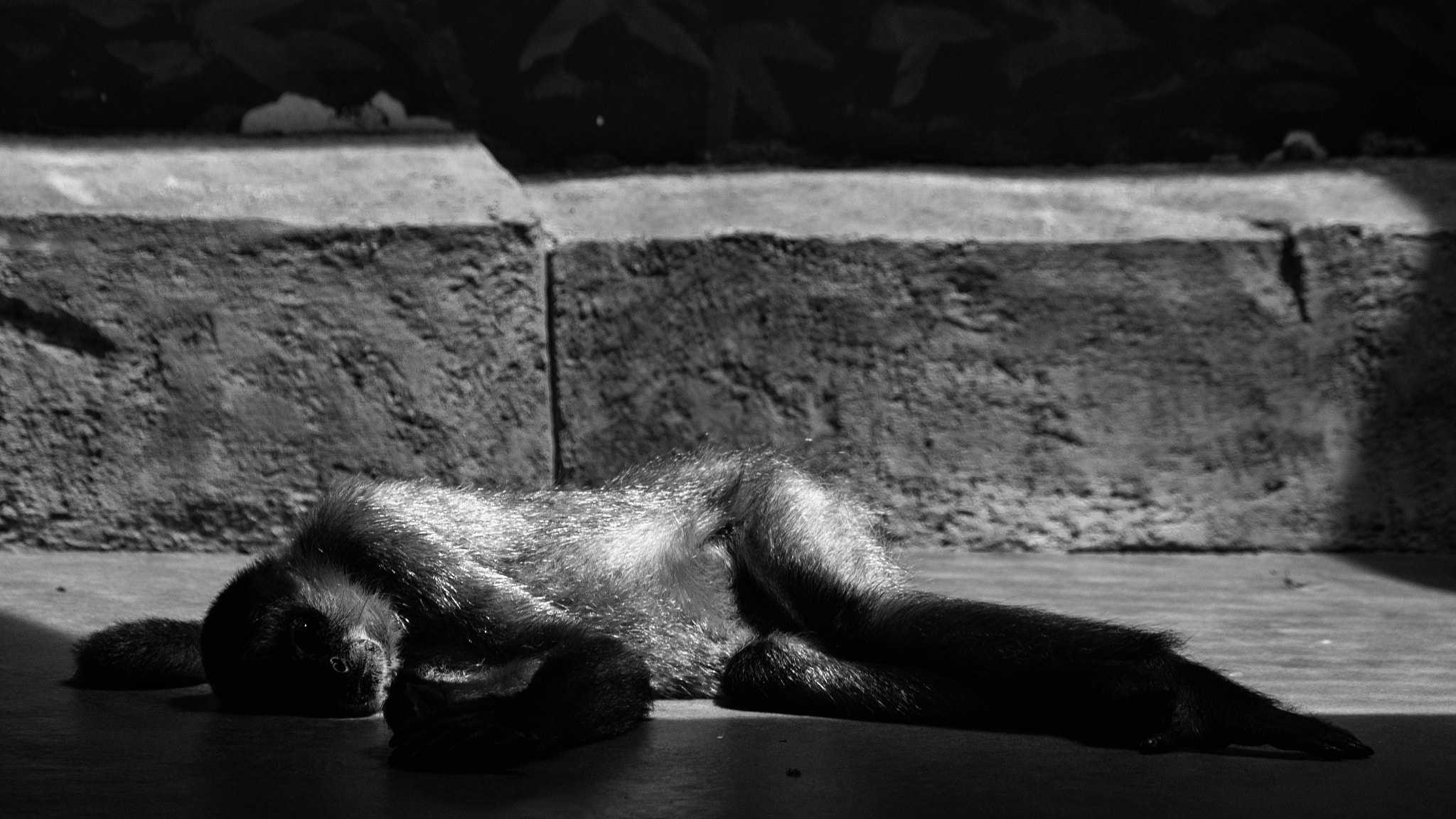 Canon EOS 550D (EOS Rebel T2i / EOS Kiss X4) sample photo. Noir monkey photography