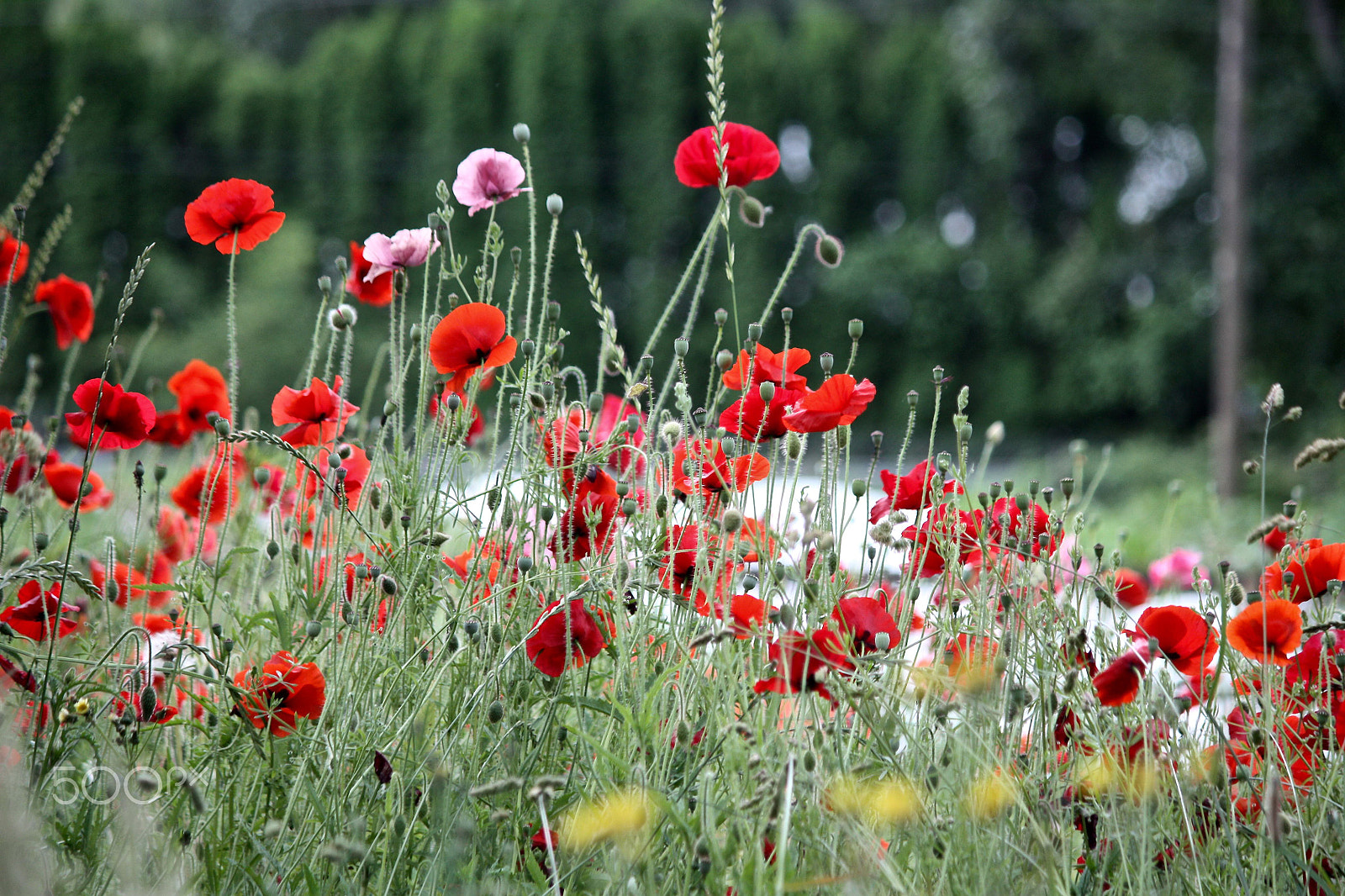 Canon EOS 450D (EOS Rebel XSi / EOS Kiss X2) sample photo. "only with poppies can i love you..." photography