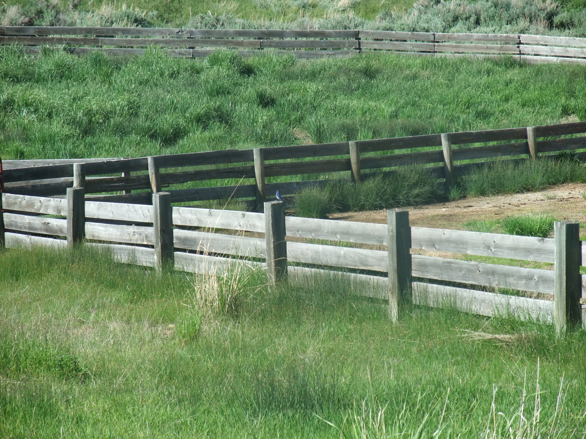 Fujifilm FinePix F200EXR sample photo. Waiting on the fence. photography