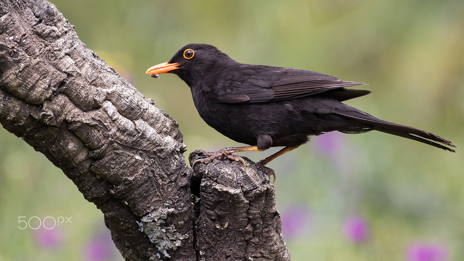 Canon EF 200-400mm F4L IS USM Extender 1.4x sample photo. Blackbird photography