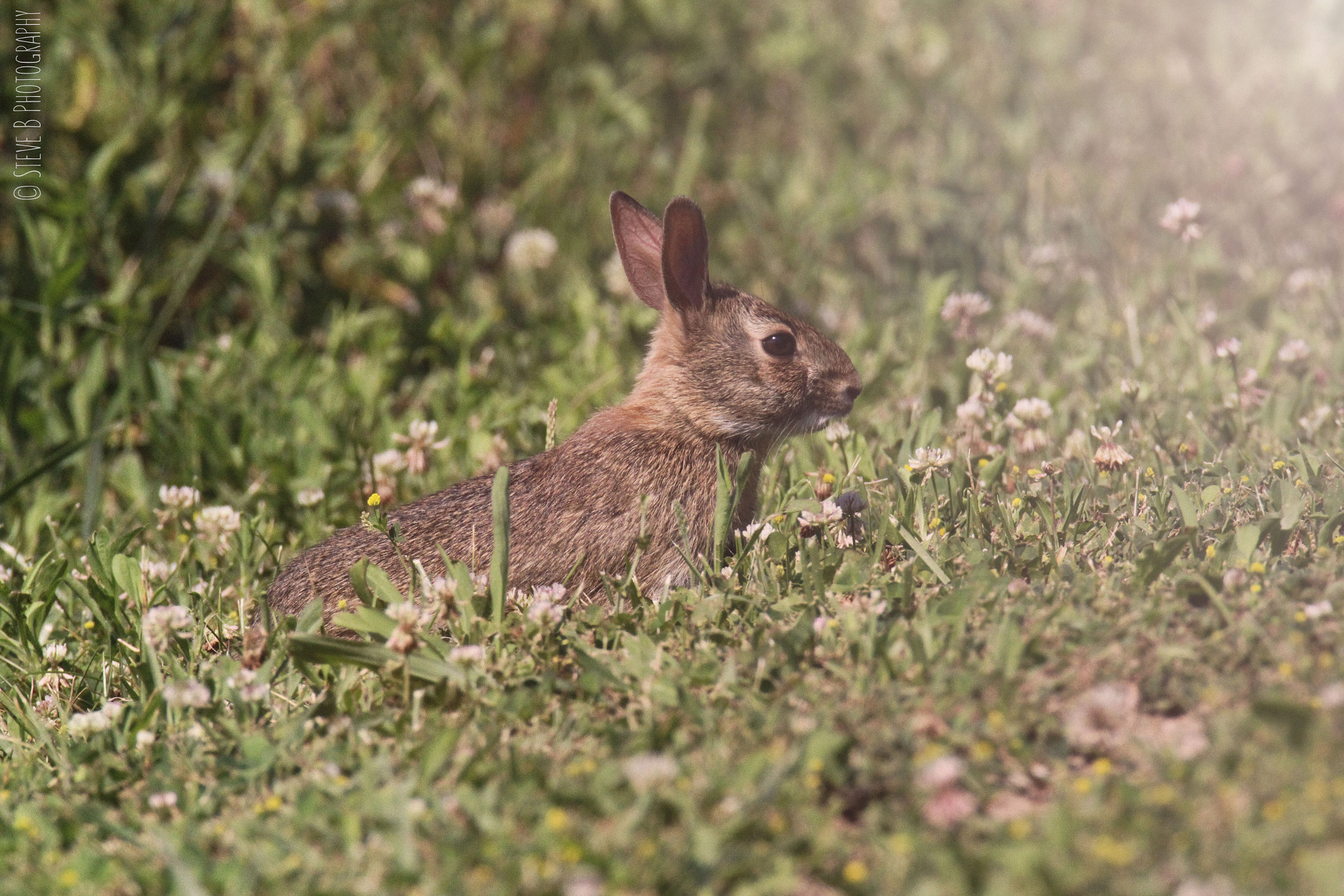 Tamron SP 150-600mm F5-6.3 Di VC USD sample photo. Rabbit photography