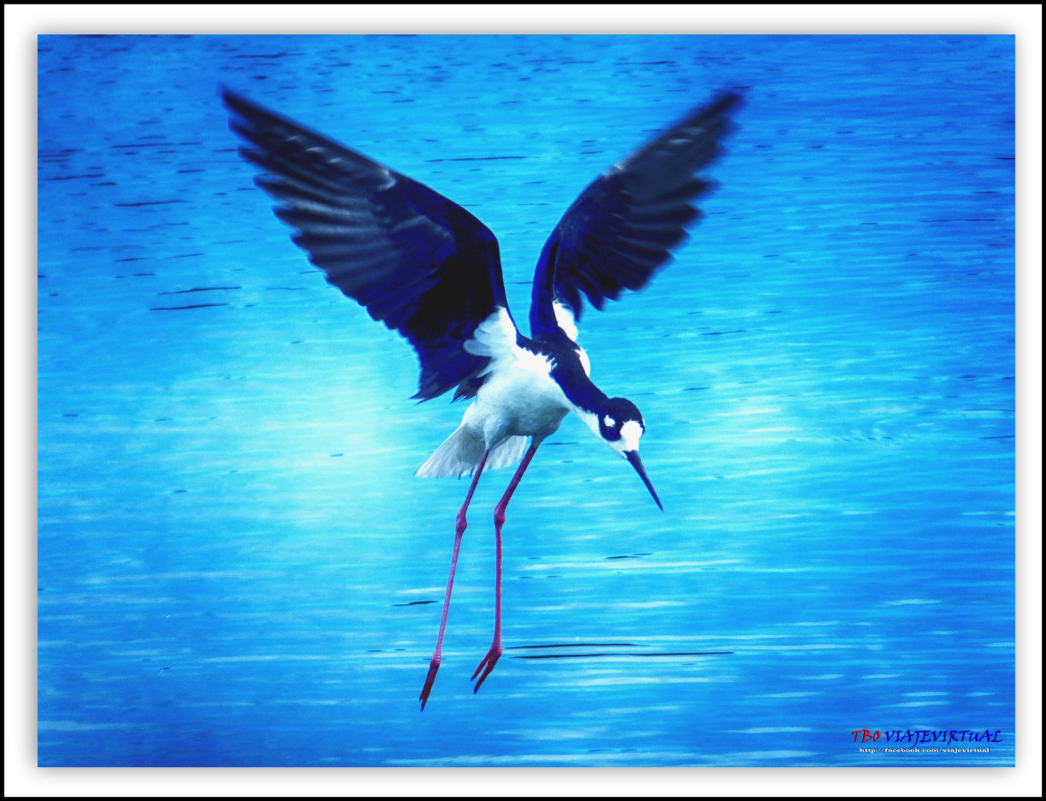 Fujifilm FinePix F850EXR sample photo. Angel. black.necked stilt photography