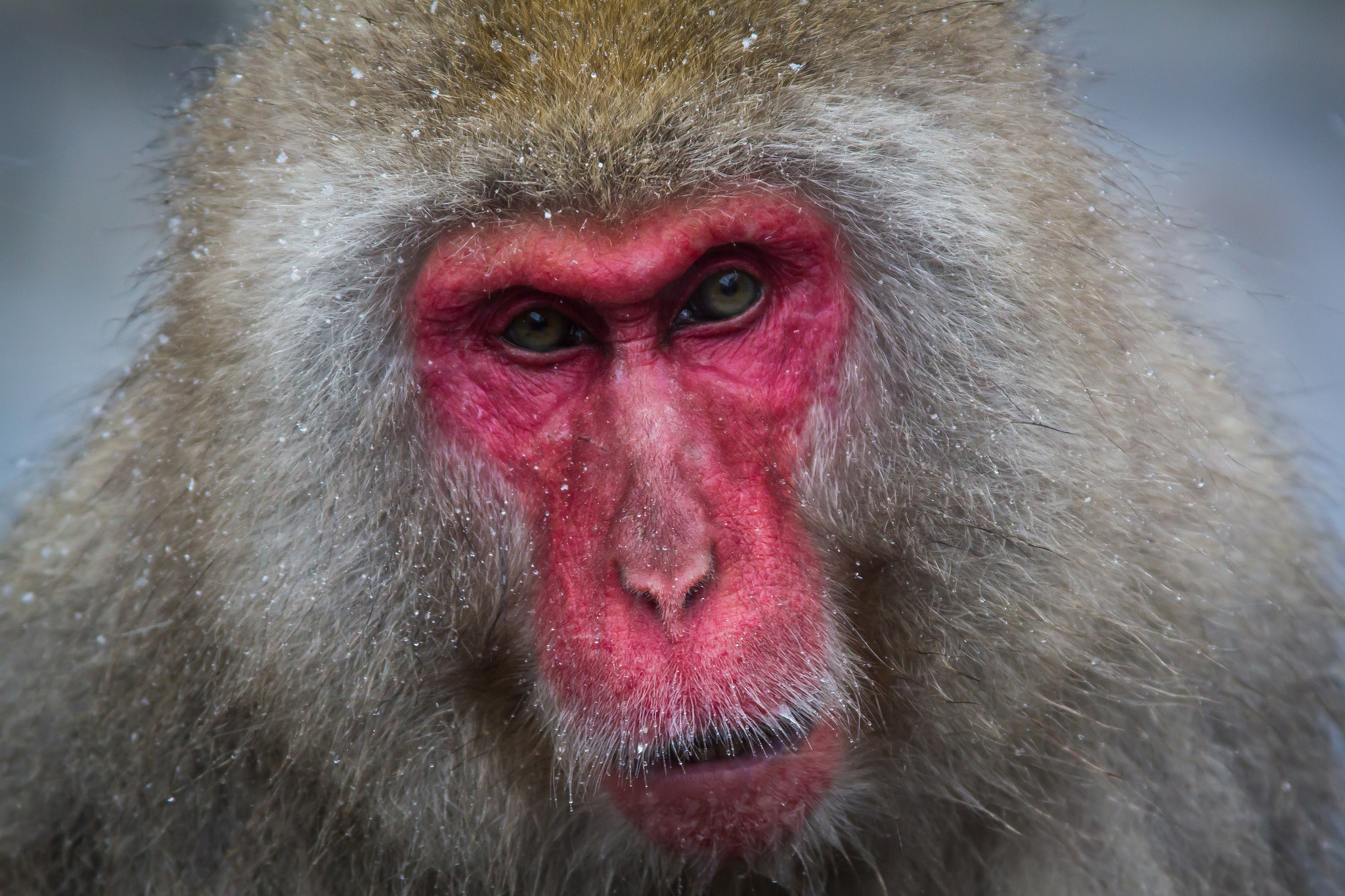 Canon EF 28-135mm F3.5-5.6 IS USM sample photo. Snow monkey of japan photography
