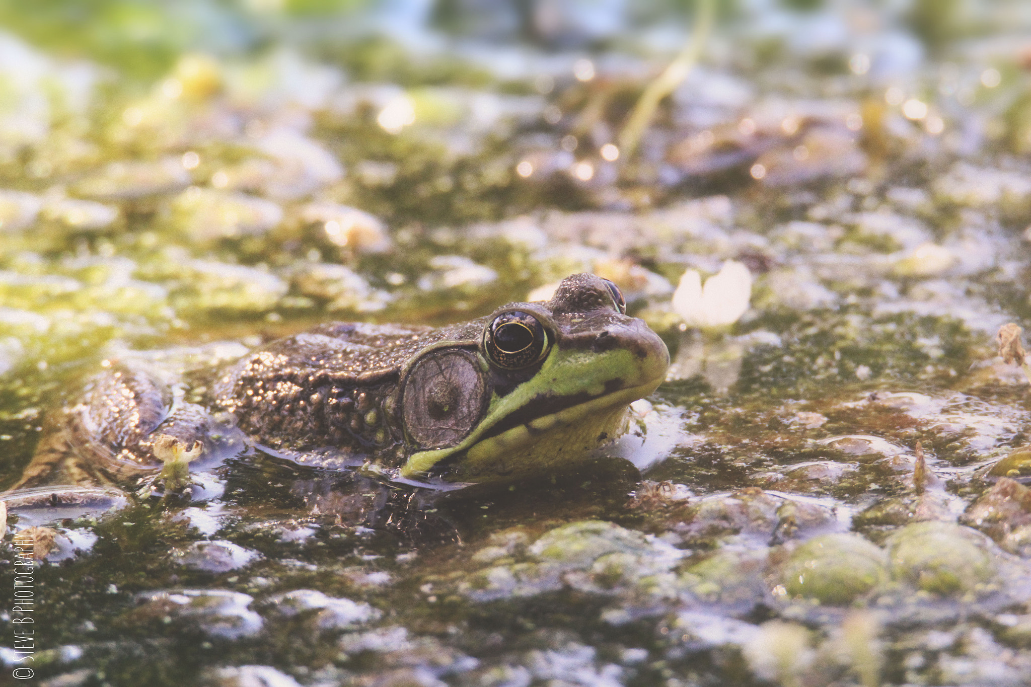 Tamron SP 150-600mm F5-6.3 Di VC USD sample photo. Bullfrog photography