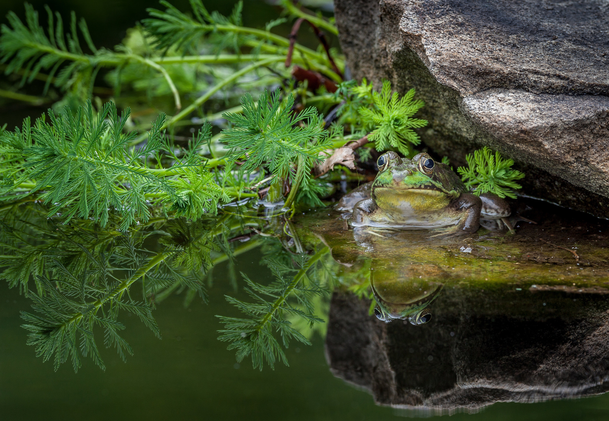 Canon EF 600mm f/4L IS sample photo. Green frog reflection photography