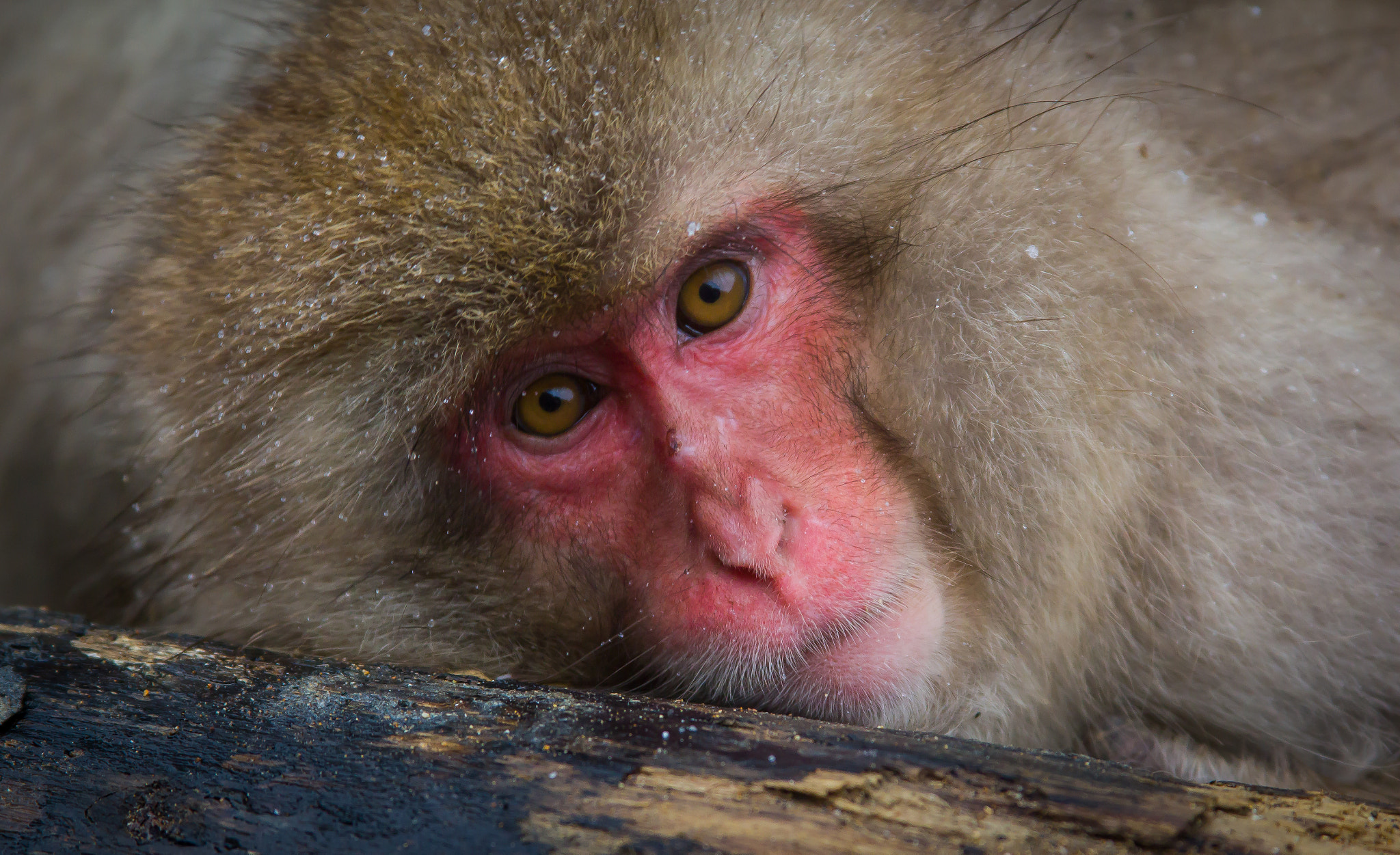 Canon EOS 550D (EOS Rebel T2i / EOS Kiss X4) + Canon EF 28-135mm F3.5-5.6 IS USM sample photo. Snow monkey of japan photography