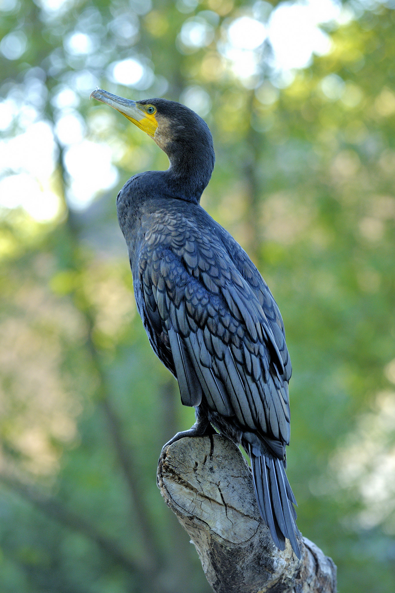 Nikon D3X sample photo. Observer photography