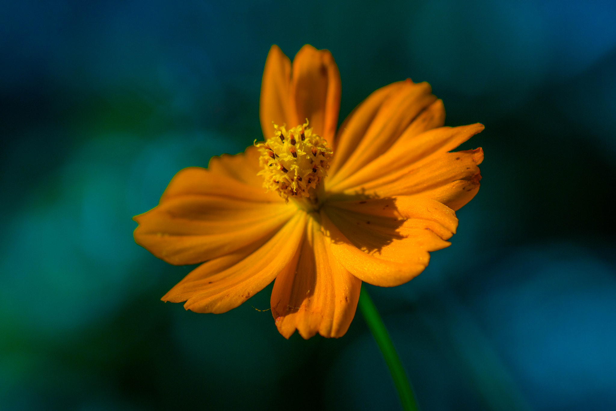 Sony a6000 + Sony 100mm F2.8 Macro sample photo. Simply orange photography