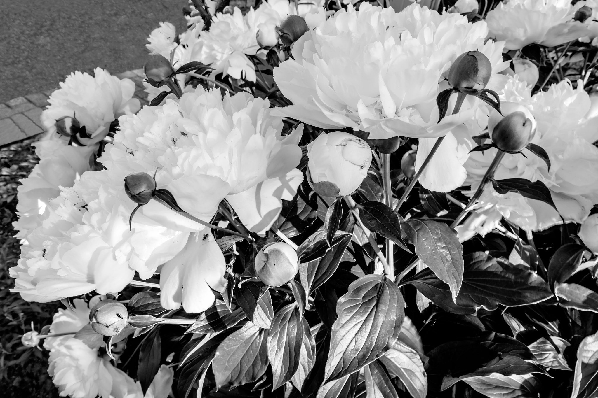 Fujifilm XC 16-50mm F3.5-5.6 OIS sample photo. Ant sweet nectar. photography