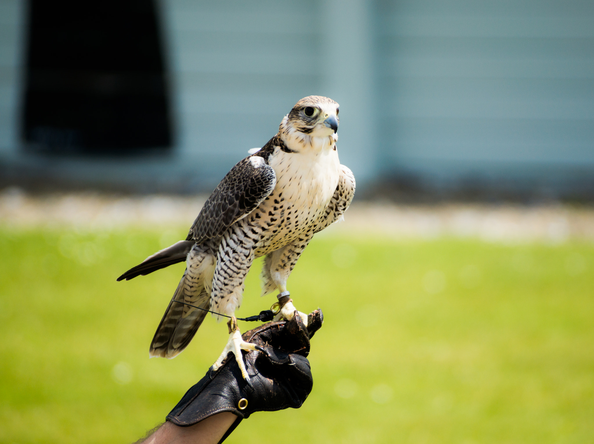 Sony DT 55-300mm F4.5-5.6 SAM sample photo. Birds of prey - the falcon photography