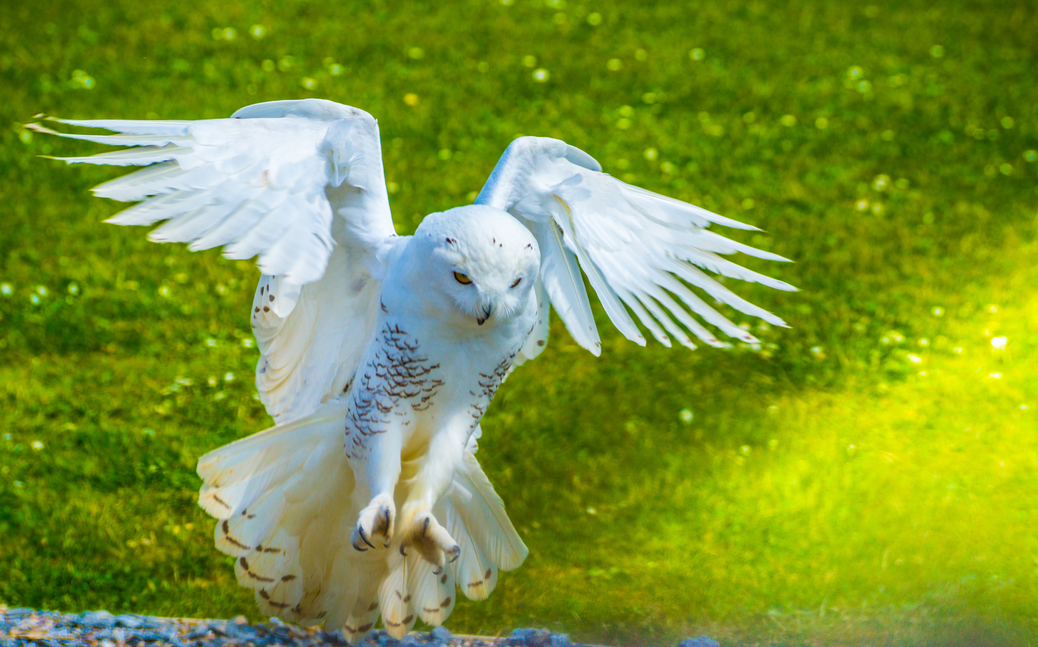 Sony DT 55-300mm F4.5-5.6 SAM sample photo. Ray of hope photography