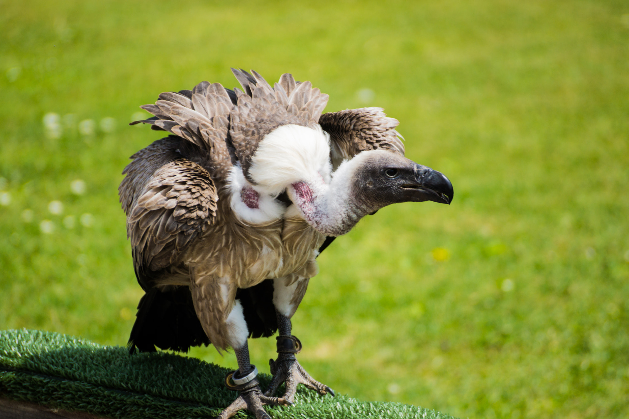Sony DT 55-300mm F4.5-5.6 SAM sample photo. Awesome vultures photography