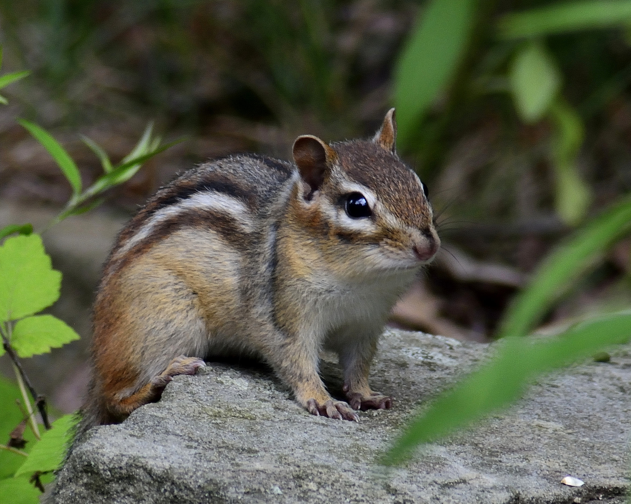 AF Zoom-Nikkor 70-300mm f/4-5.6D ED sample photo. Mr. chips photography