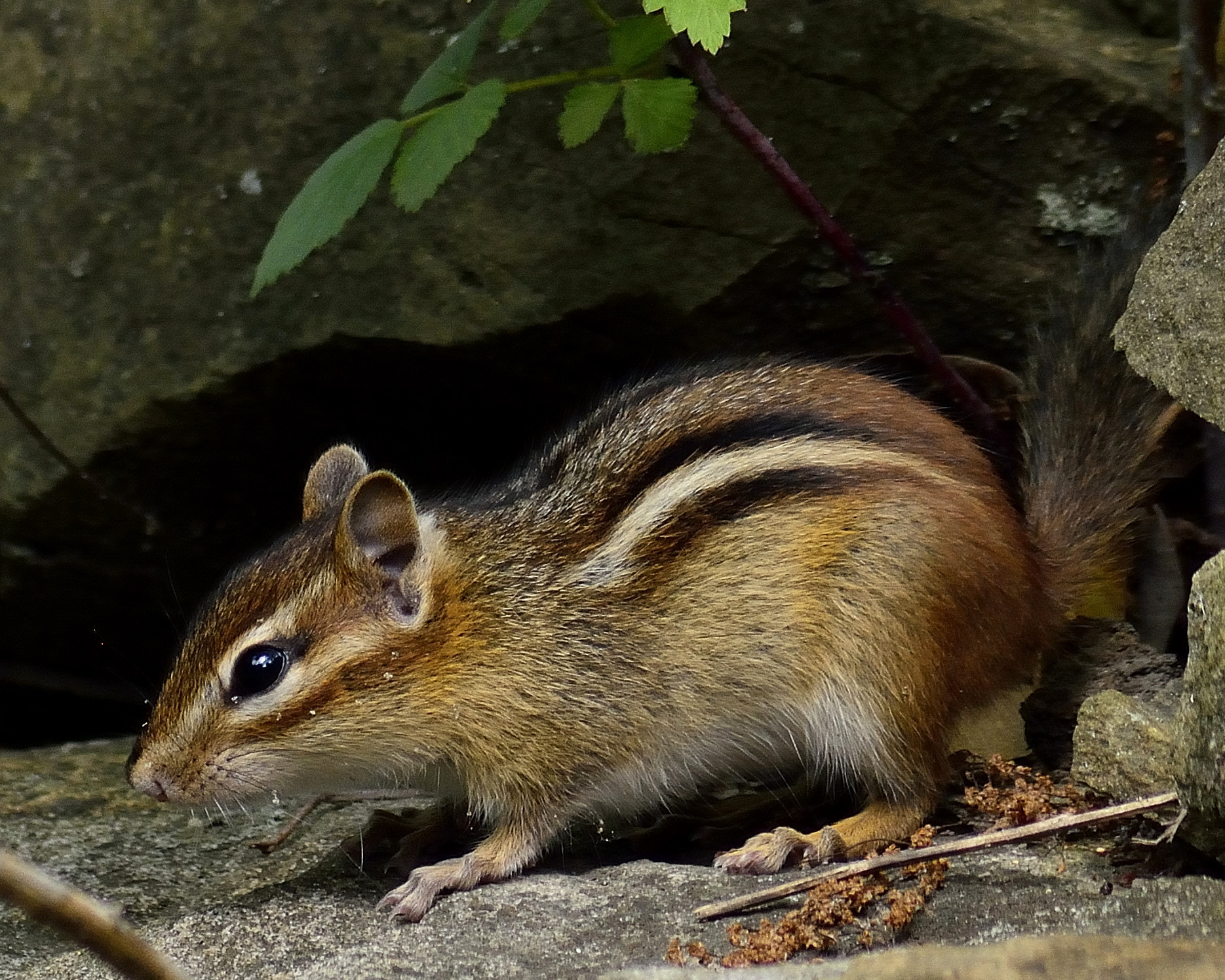 AF Zoom-Nikkor 70-300mm f/4-5.6D ED sample photo. Mr. chips 2 photography