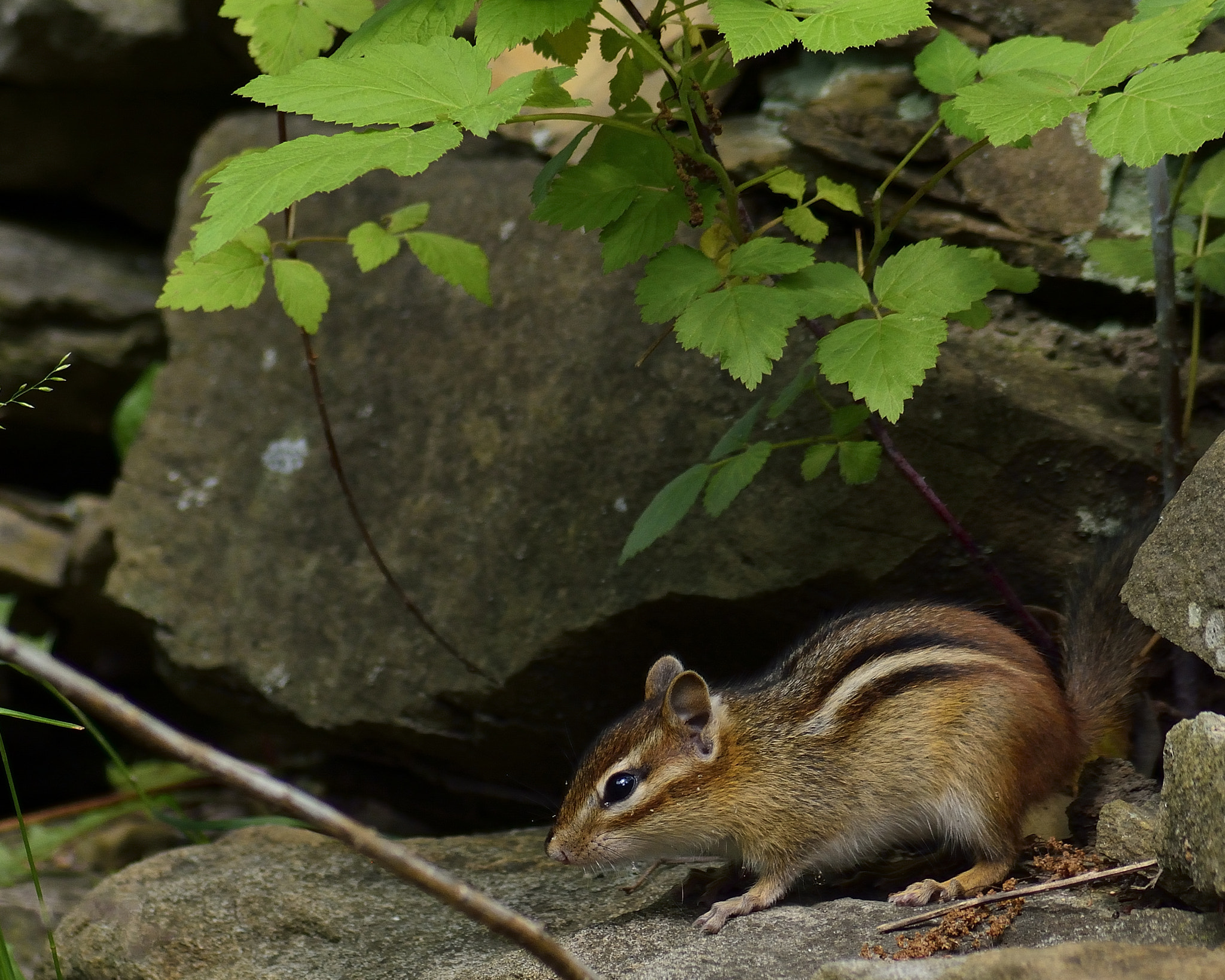 AF Zoom-Nikkor 70-300mm f/4-5.6D ED sample photo. On his front porch photography