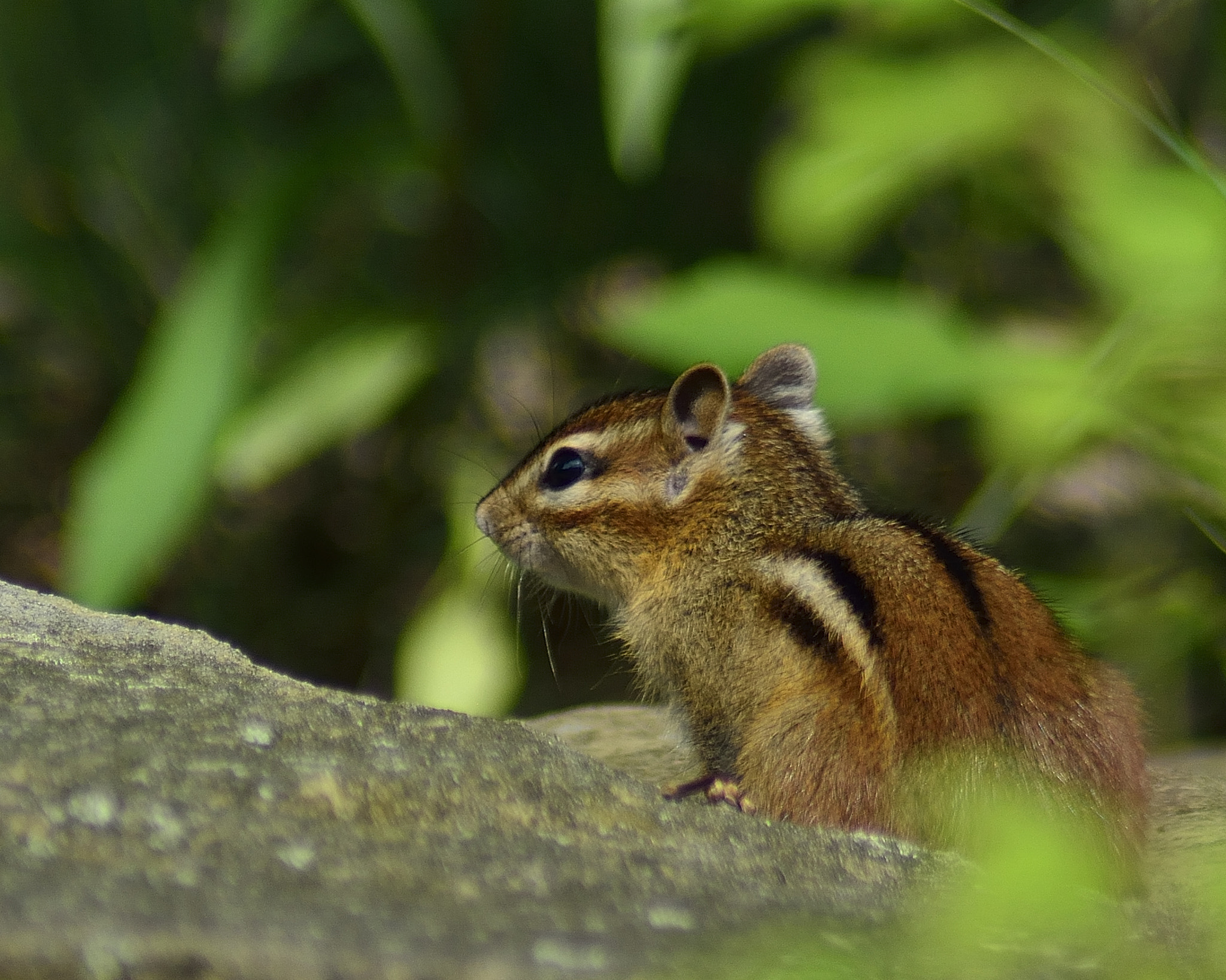 Nikon D7100 + AF Zoom-Nikkor 70-300mm f/4-5.6D ED sample photo. Headed out photography