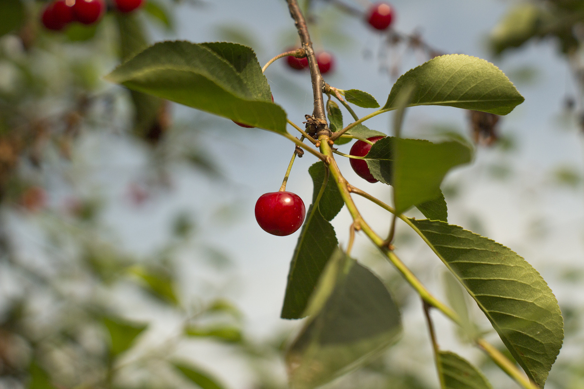 Canon EF 35-80mm f/4-5.6 sample photo. Cherry photography