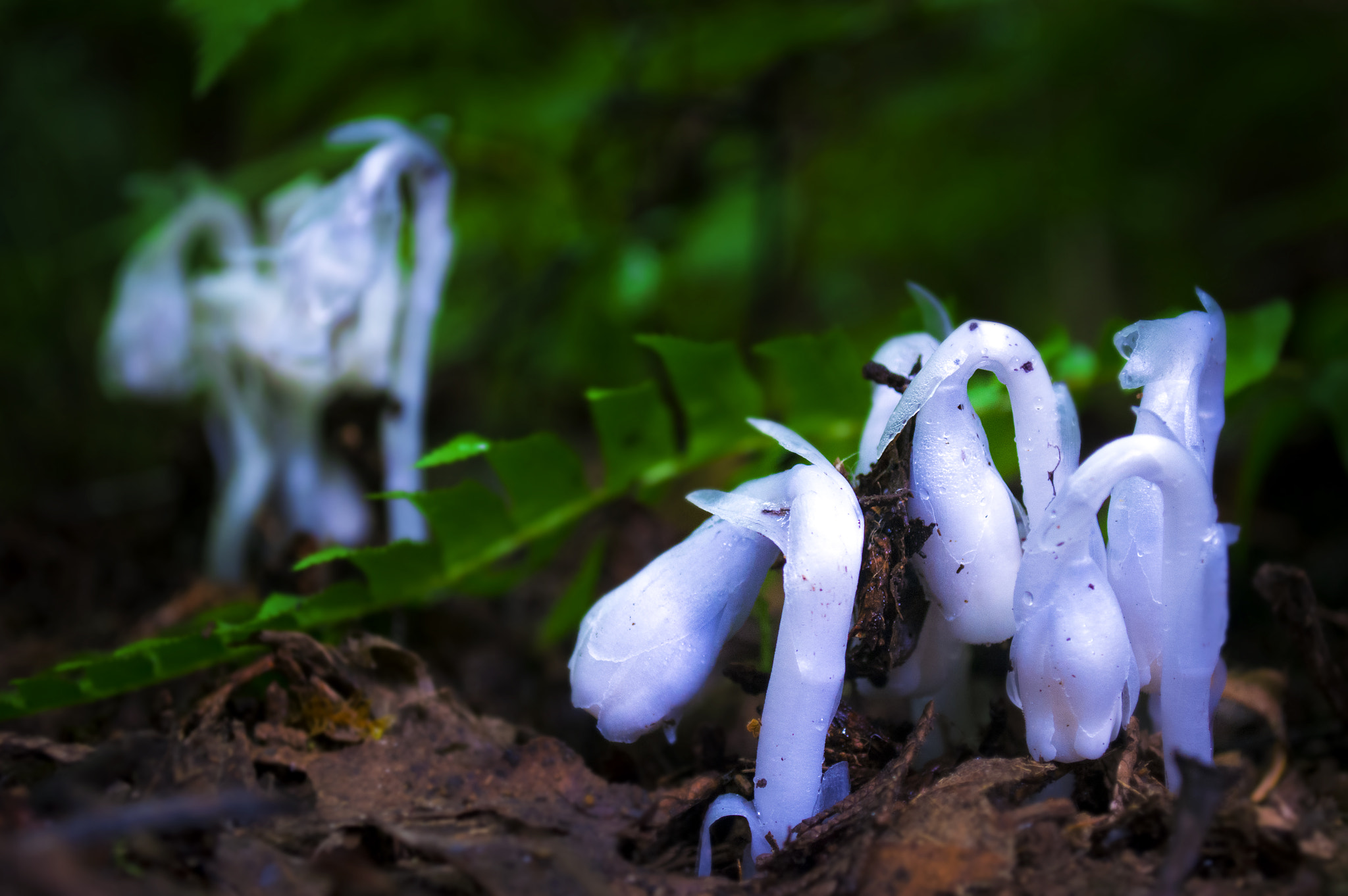 Ghost Plant