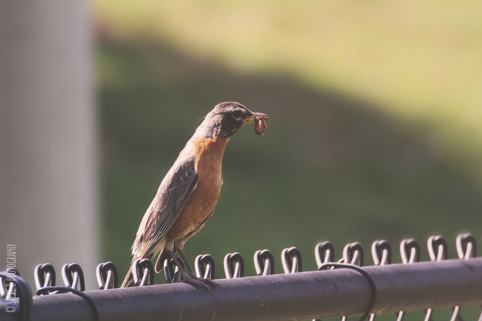 Tamron SP 150-600mm F5-6.3 Di VC USD sample photo. Robin photography