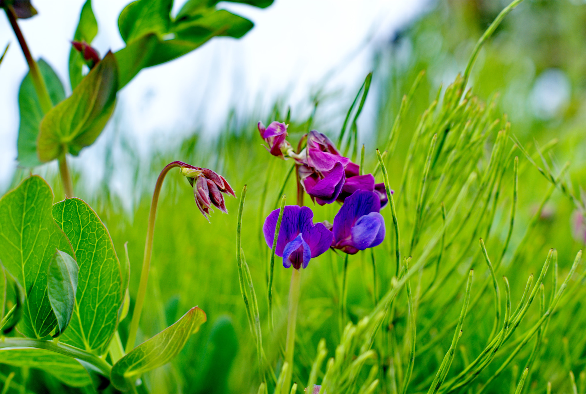 Sony Alpha DSLR-A330 + Sony DT 50mm F1.8 SAM sample photo. Wild bloom photography